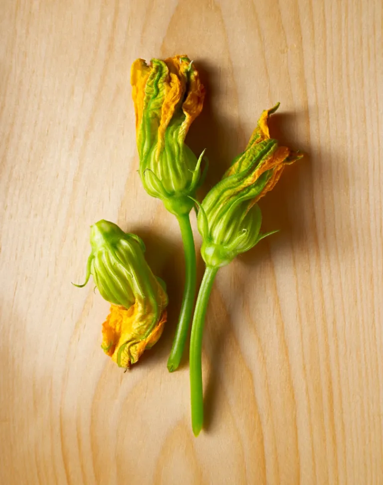 Squash Blossoms 3 Closed