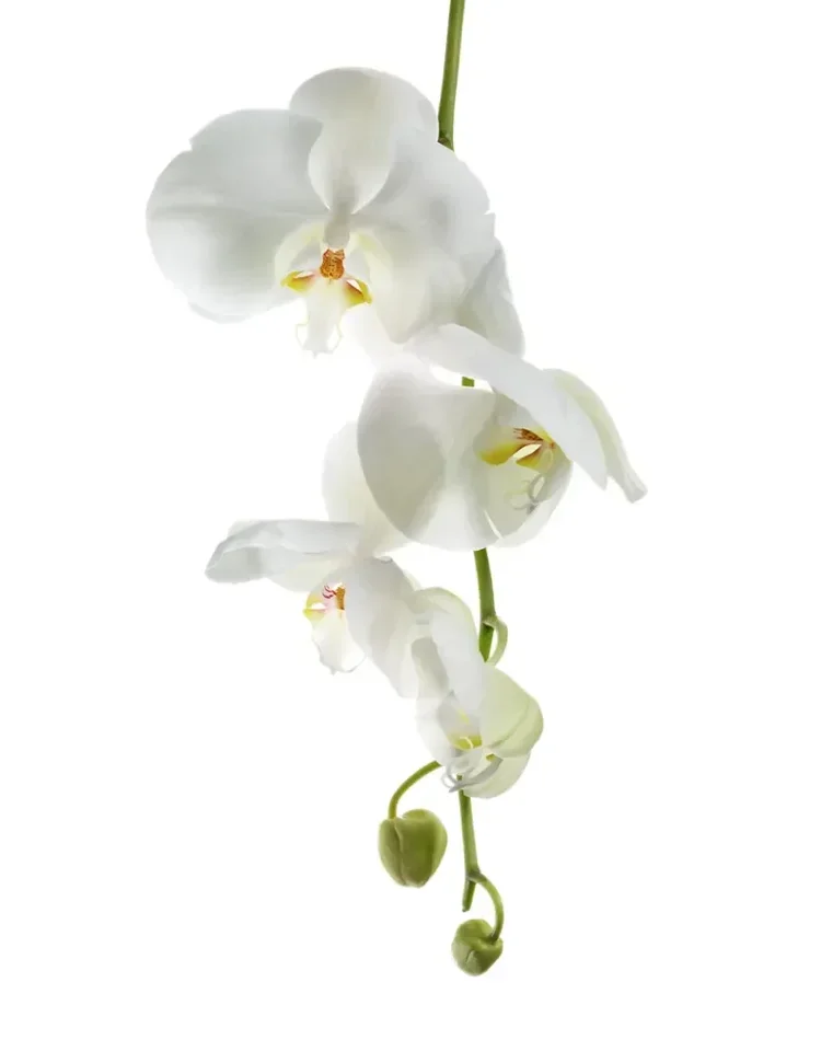 Hanging Orchid