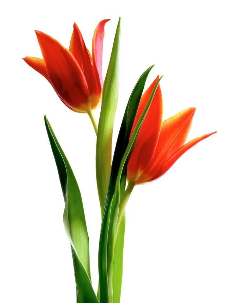 Tulip
