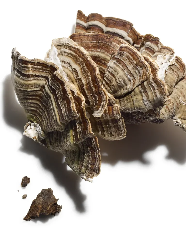 Turkey Tail Mushroom