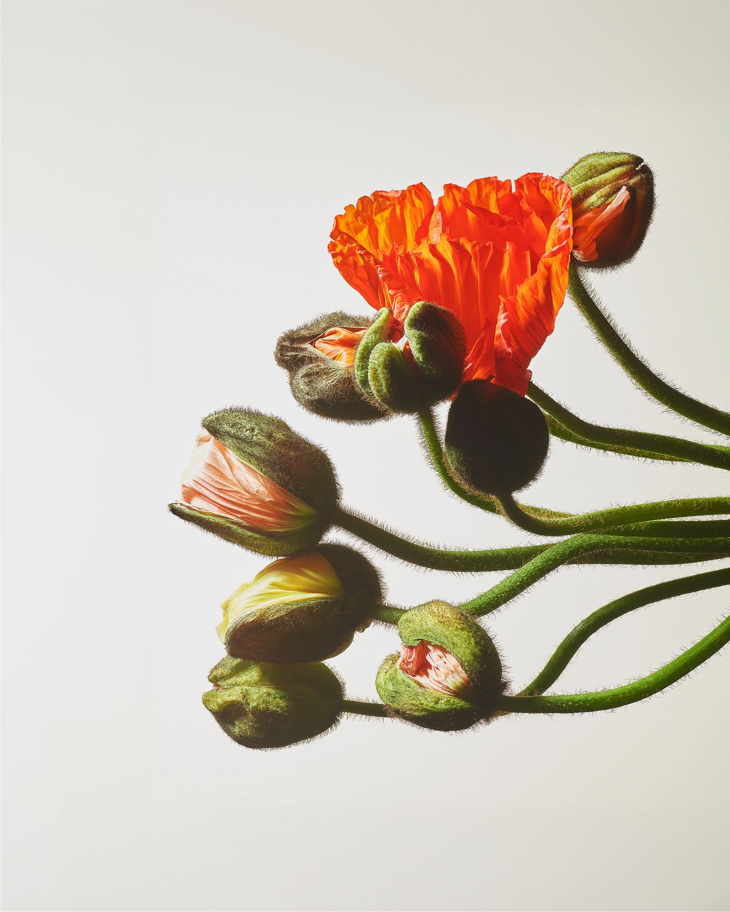 orange poppies flower cluster