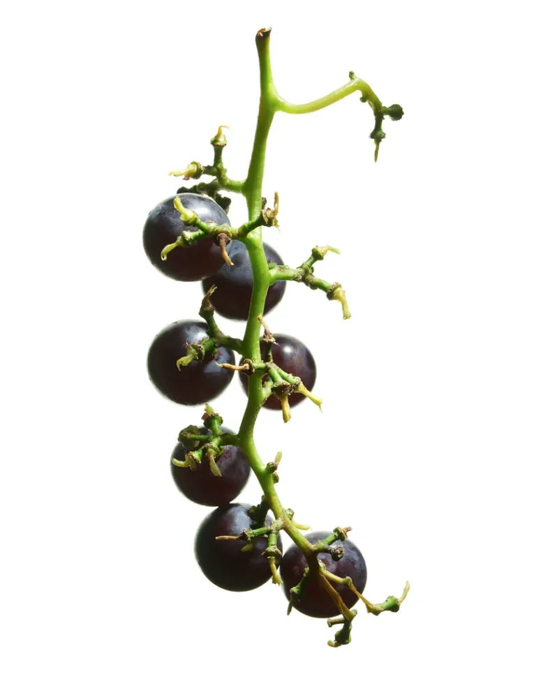 Grape Stems 2