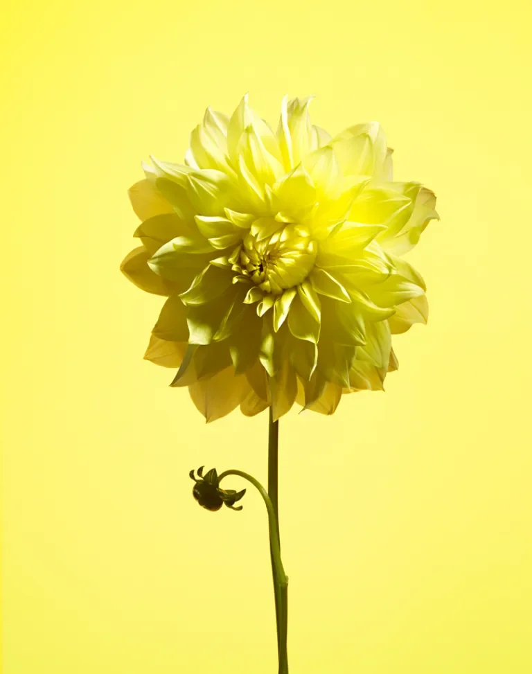 Yellow Dahlia