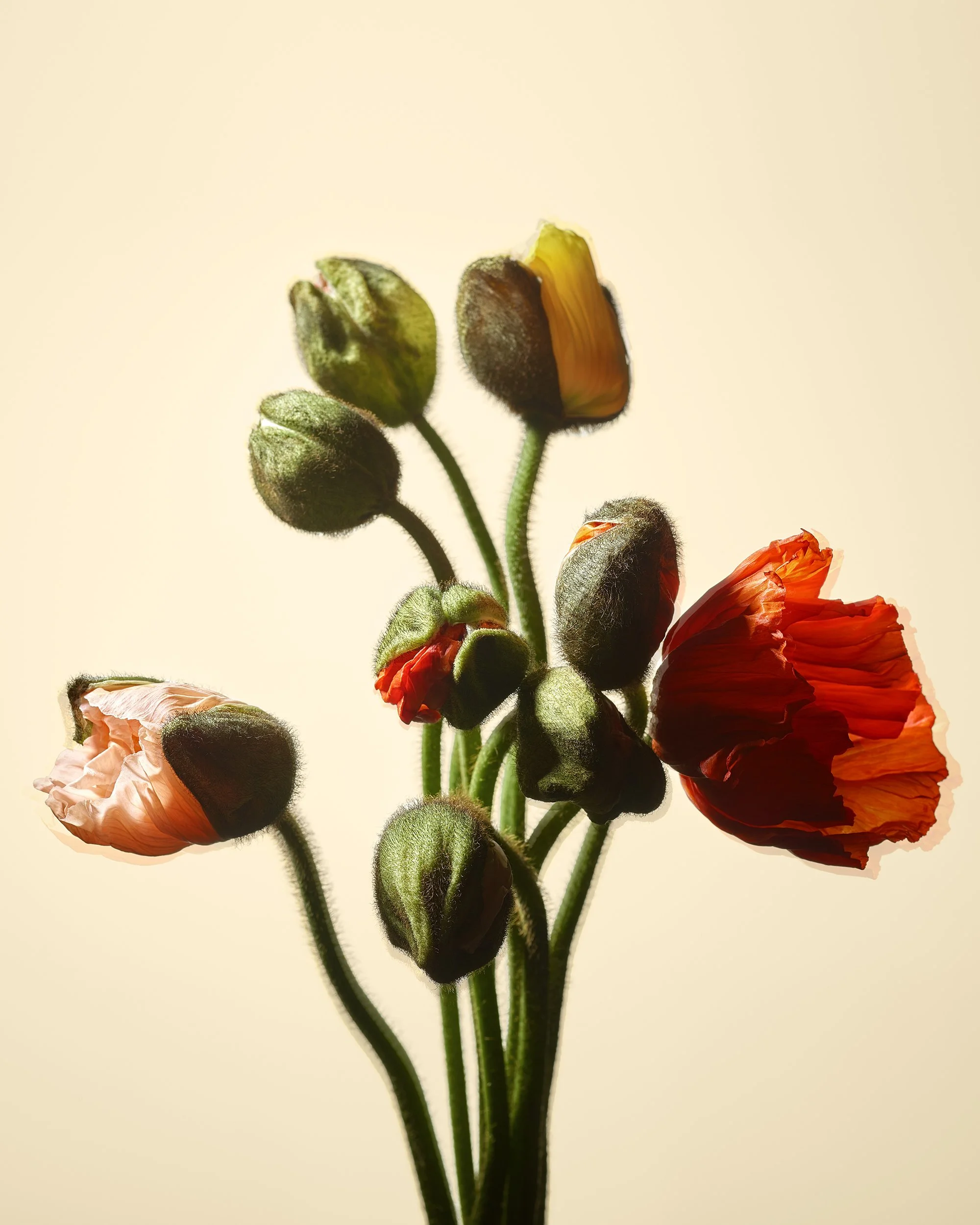 Poppies Cluster Shake