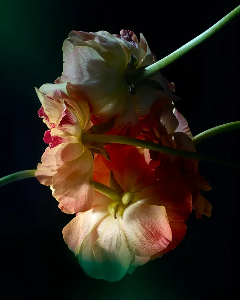 Florescent Ranunculus