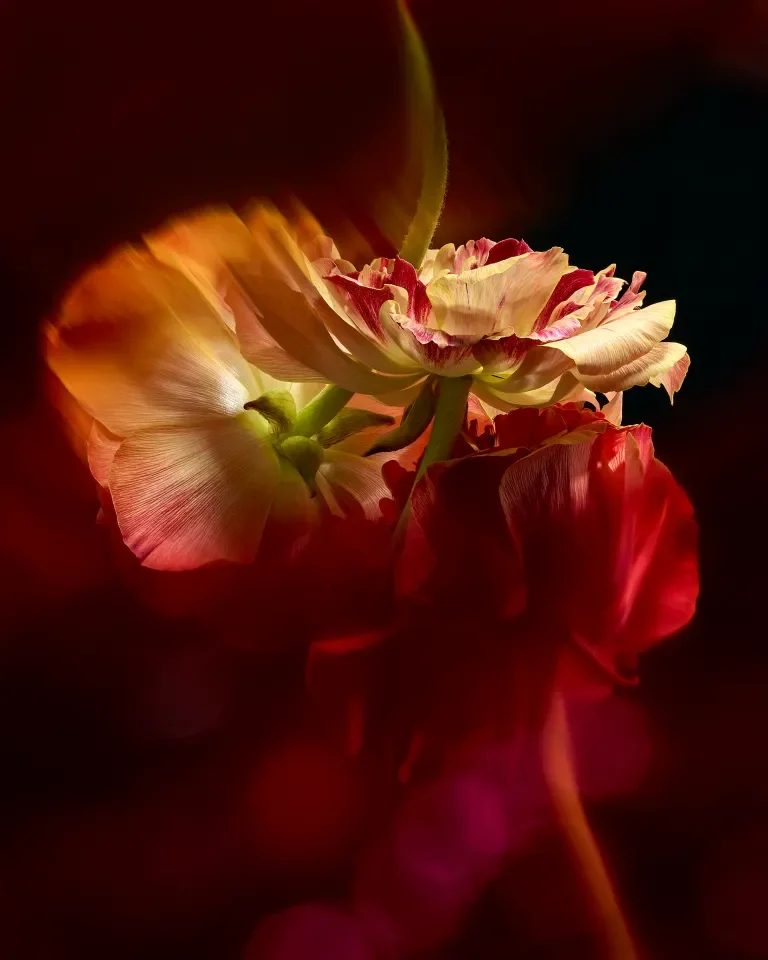 Coral Ranunculus Blur