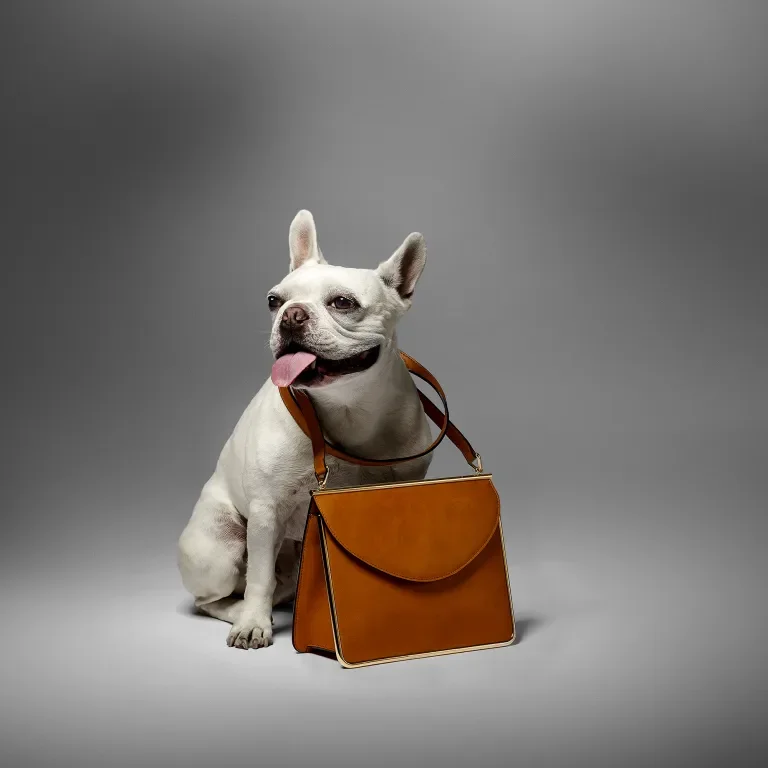 French Bull Dog with Bag
