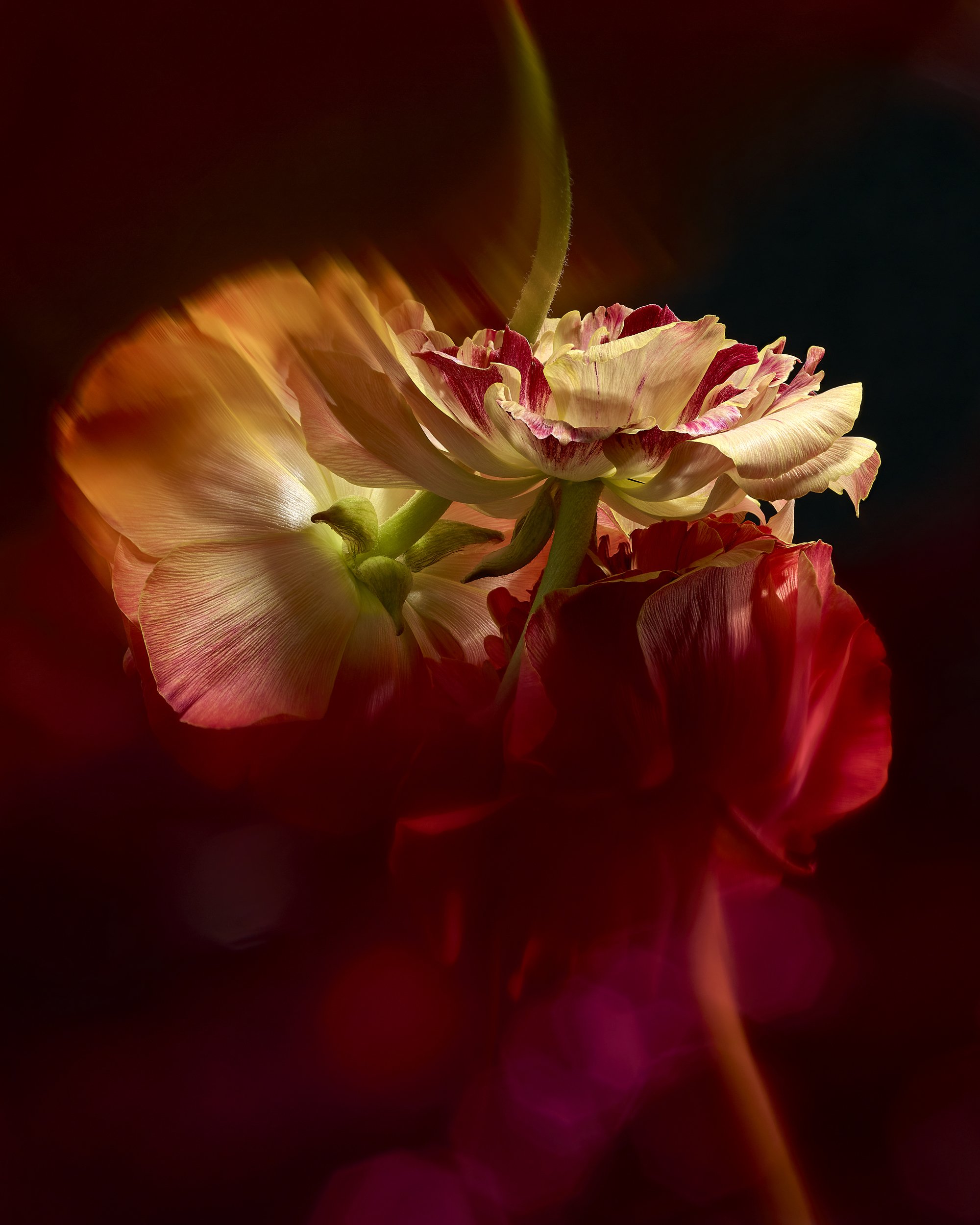 Coral Ranunculus Blur
