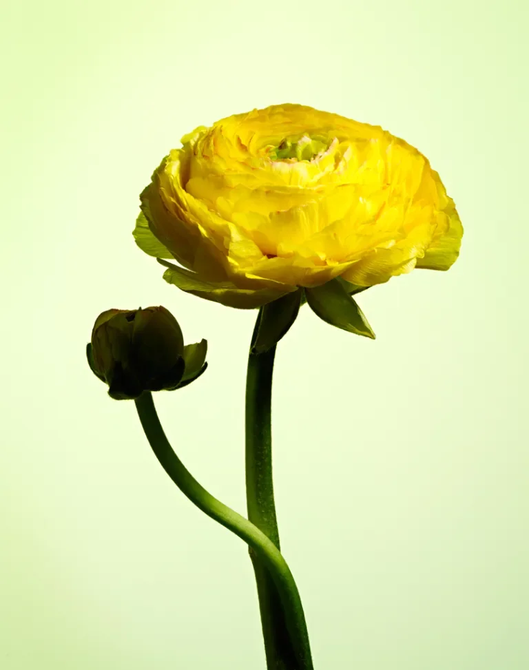 Ranunculus Bud
