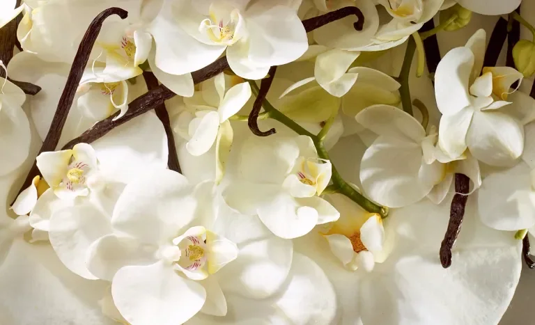 Josie Maran Body Butter Scent Story Video