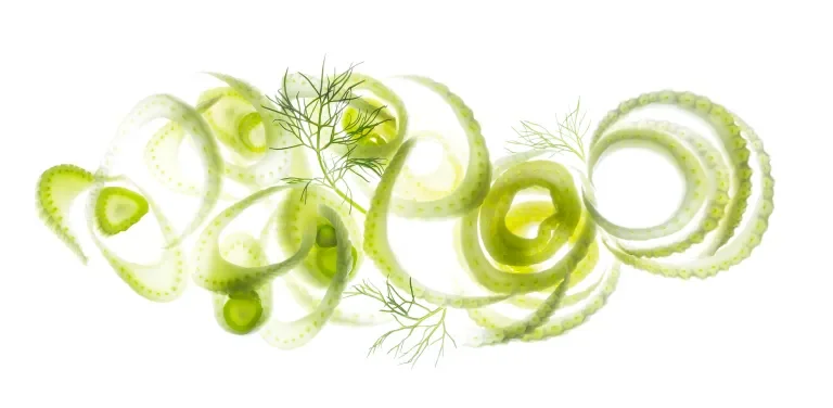 Fennel Slices and Fronds