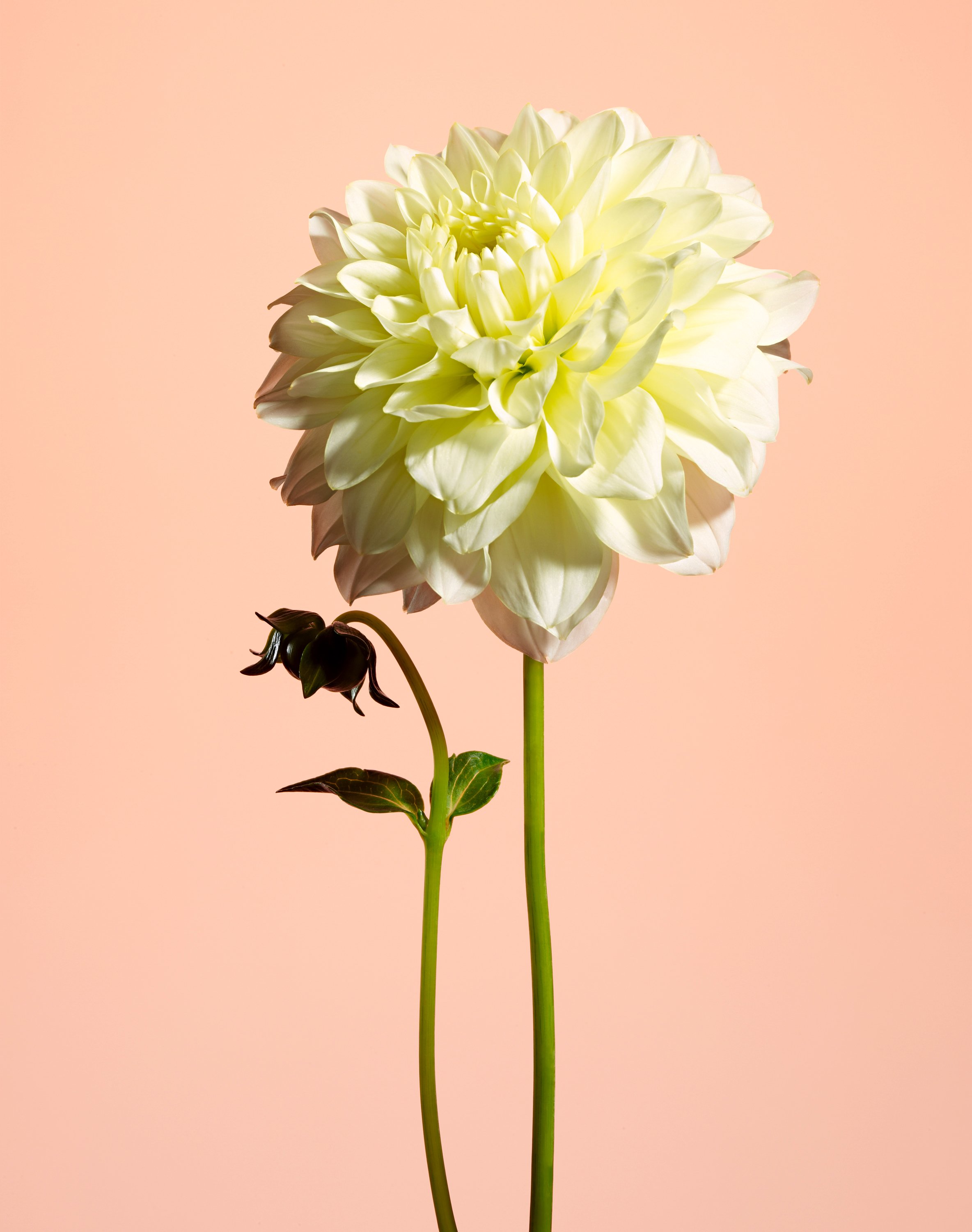 A white Dahlia flower and an unopened bud stand against a salmon pink background