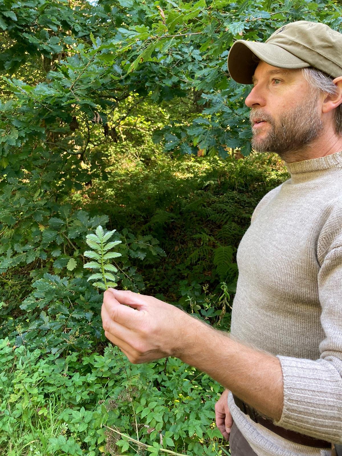 A man with a beard wearing a beige sweater and a tan cap stands outdoors among green foliage, holding a fern leaf in his right hand.