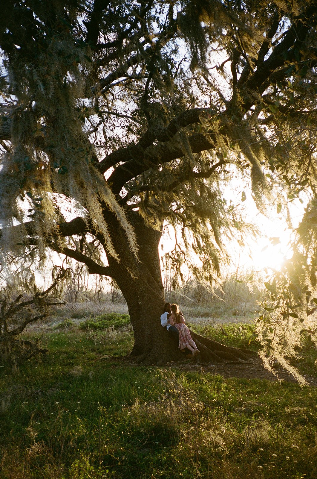 A couple sitting under a large tree at sunset in a grassy field.