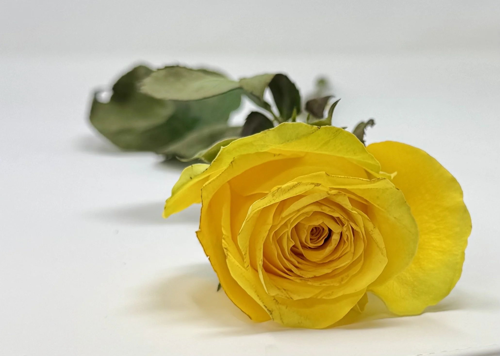 1/2 dozen Roses Bouquet