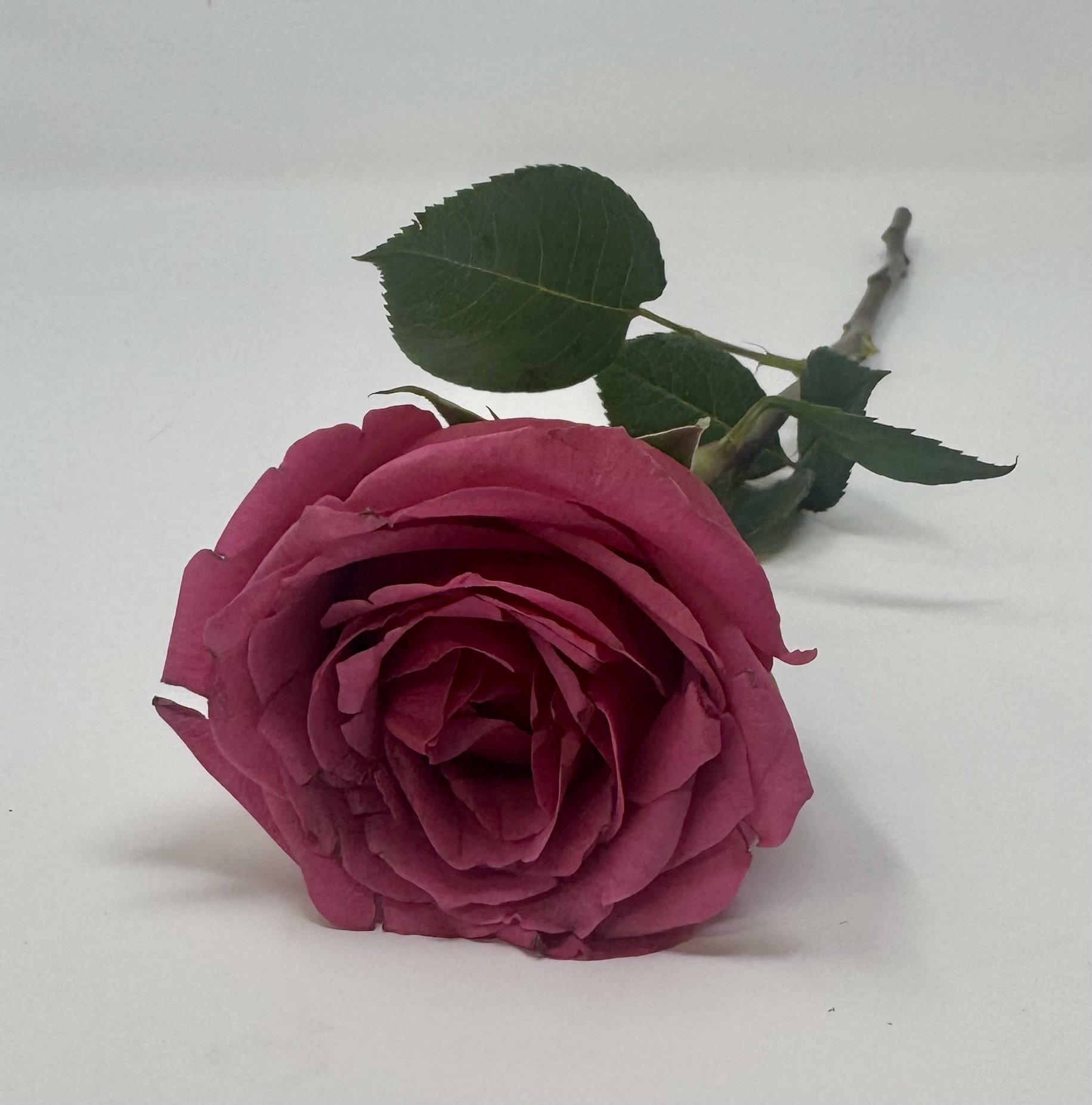 A Dozen Roses (paper wrapped, no vase)