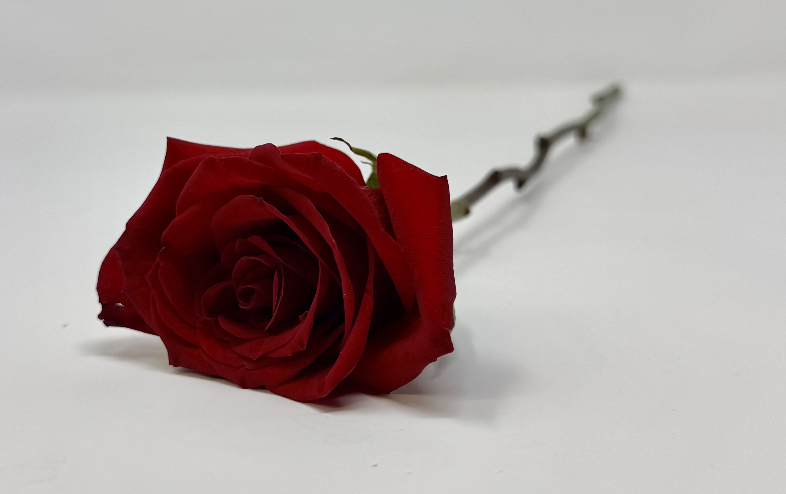 A Dozen Roses Bouquet