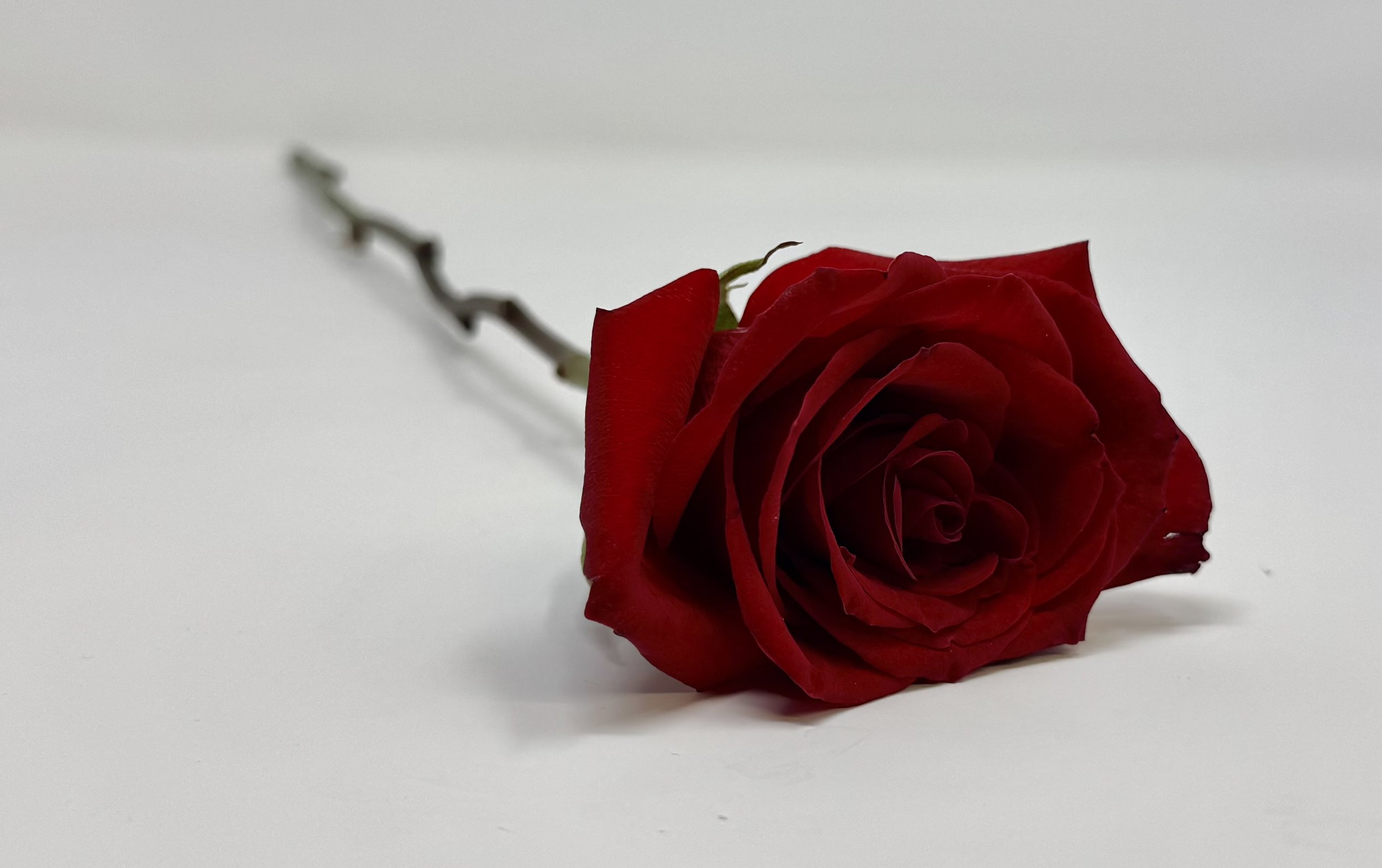 1/2 dozen Roses (paper cone, no vase)