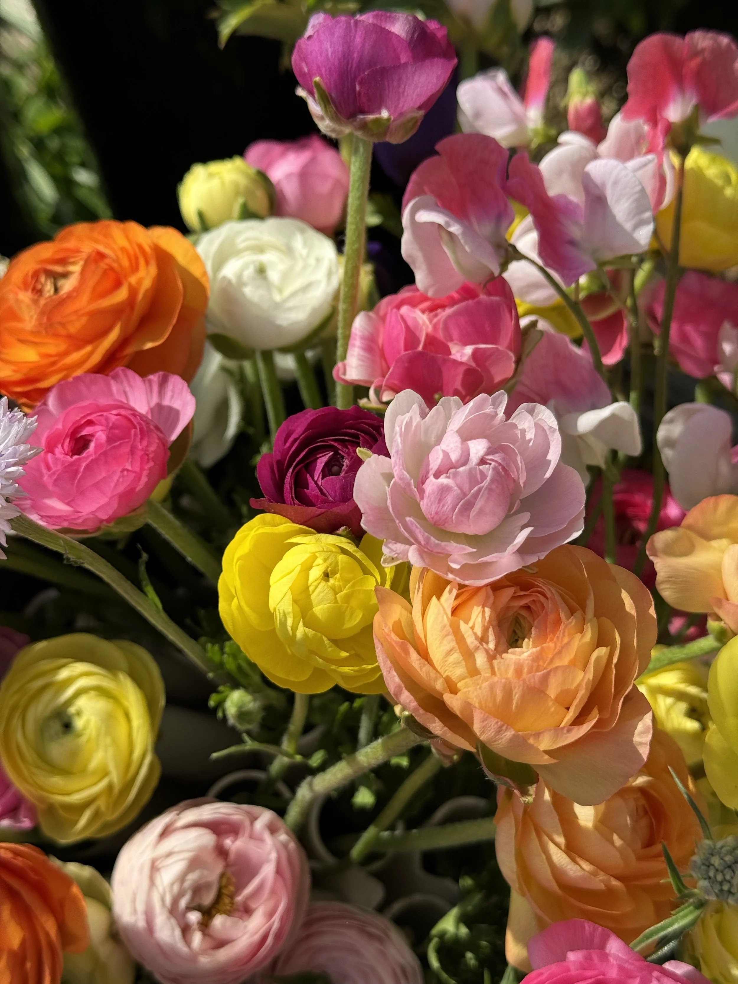 Close-up of colorful ranunculus flowers in shades of yellow, pink, orange, white, purple, and burgundy.