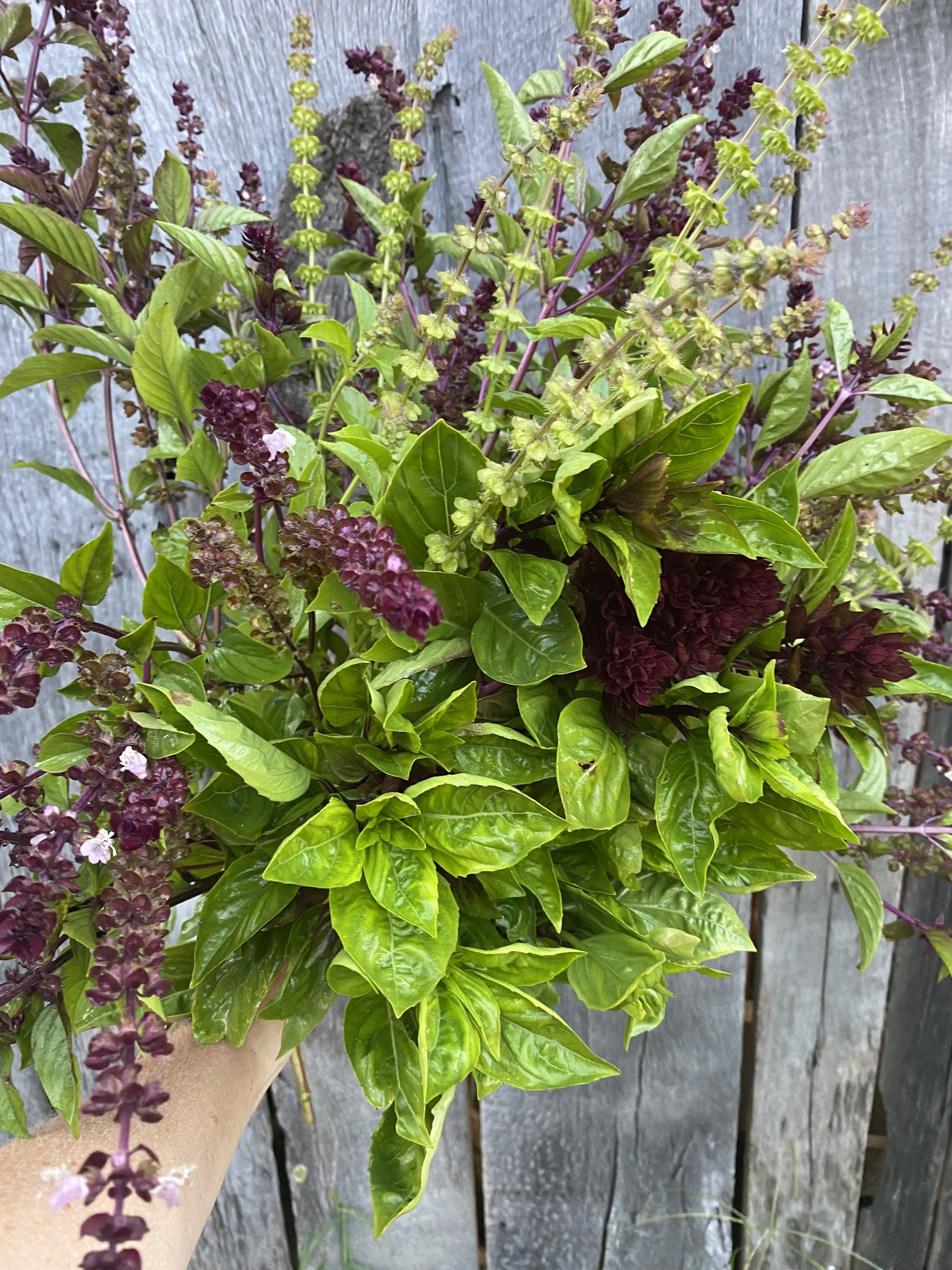A hand holding a potted plant with green and purple leaves and purple flowers, set against a wooden fence background.