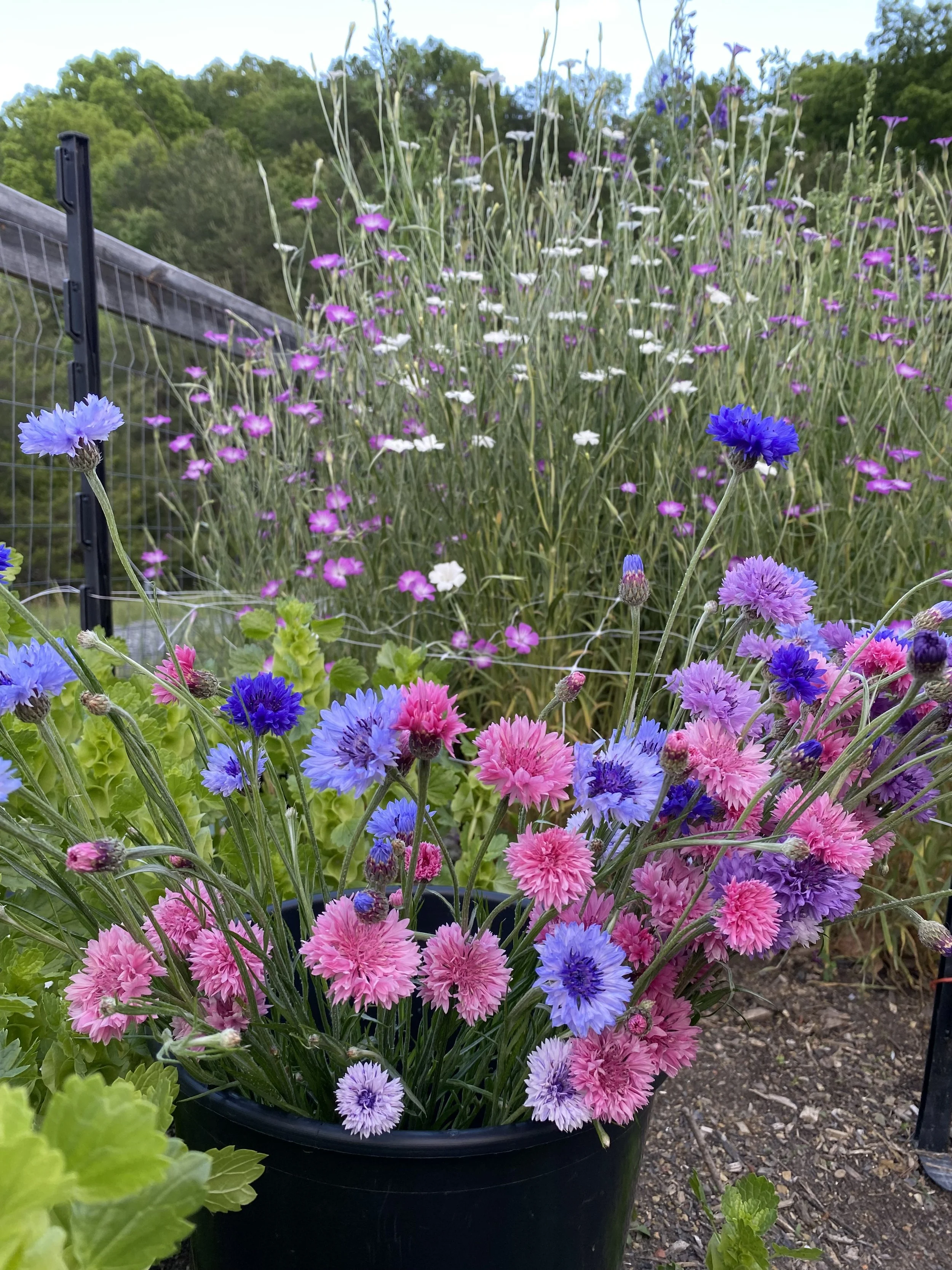 A black pot filled with pink, purple, and blue flowers, set outdoors near a wire fence with a lush green hillside and trees in the background.