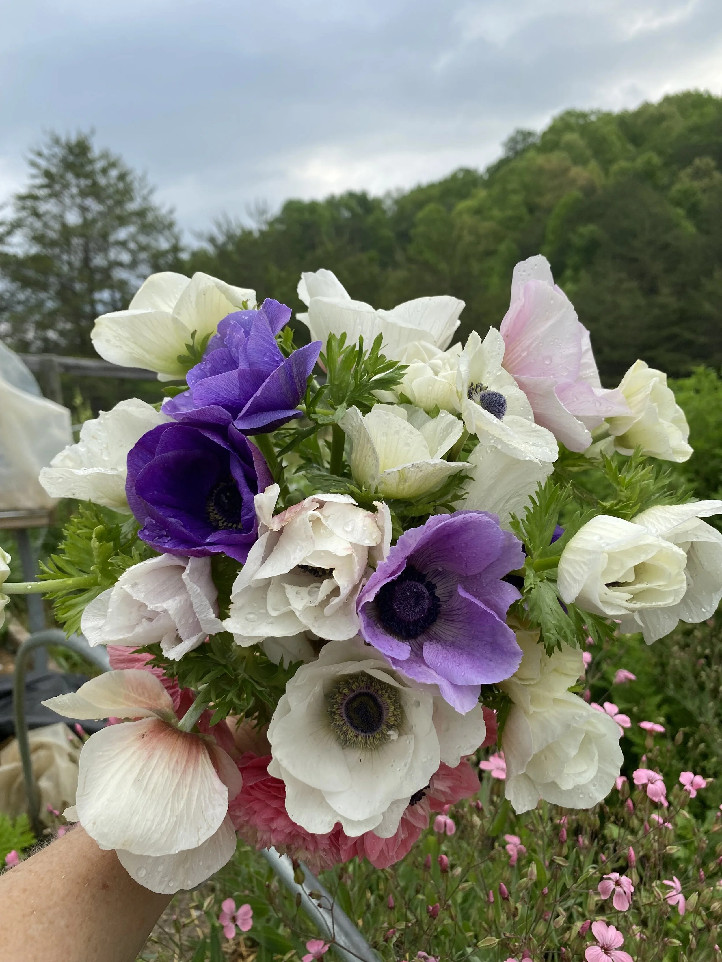 Hand holding a bouquet of anemone flowers with white, pink, purple, and lavender blooms, outdoors against a cloudy sky and green hillside.