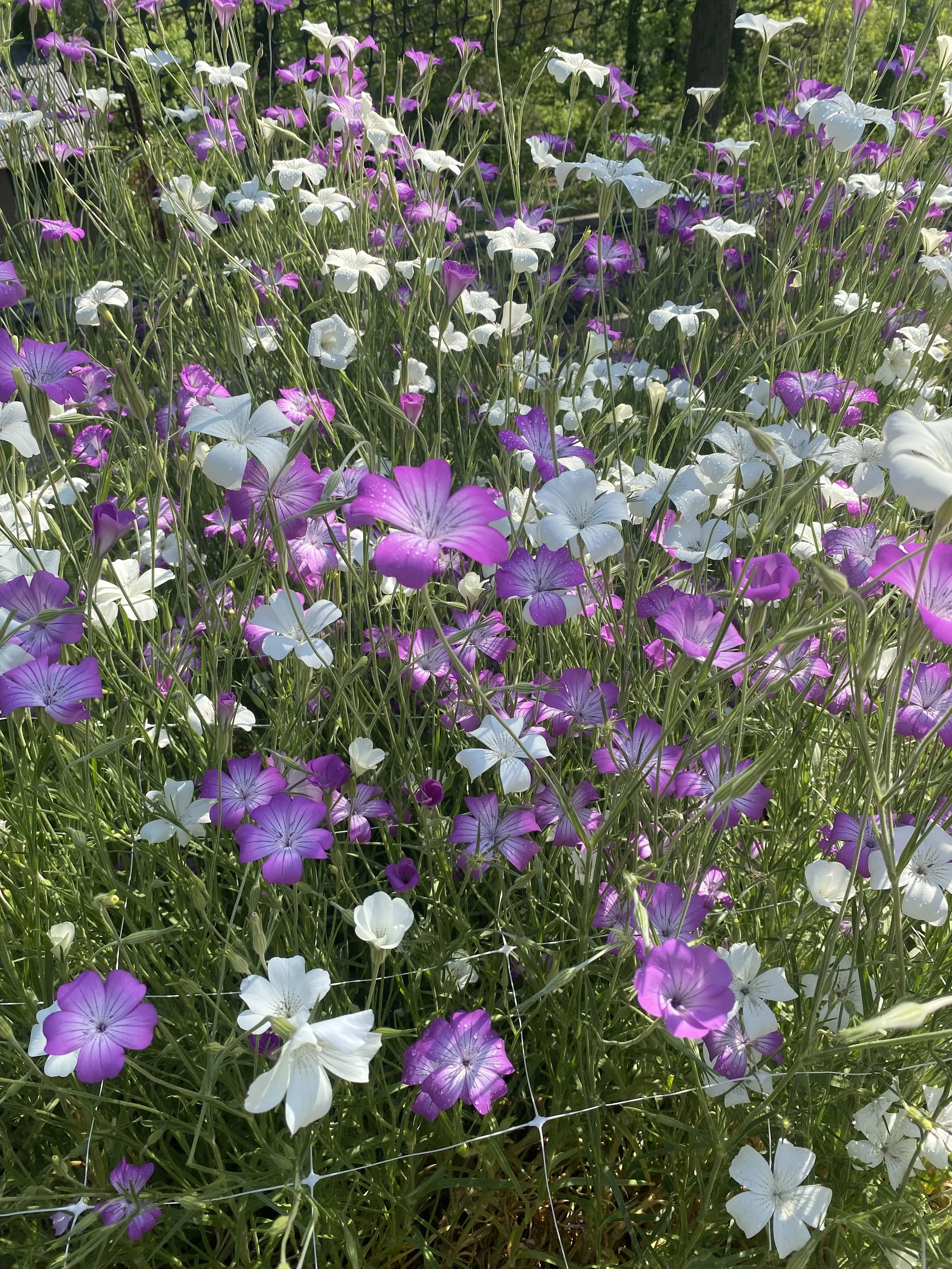 IMG_8187.jpeg
