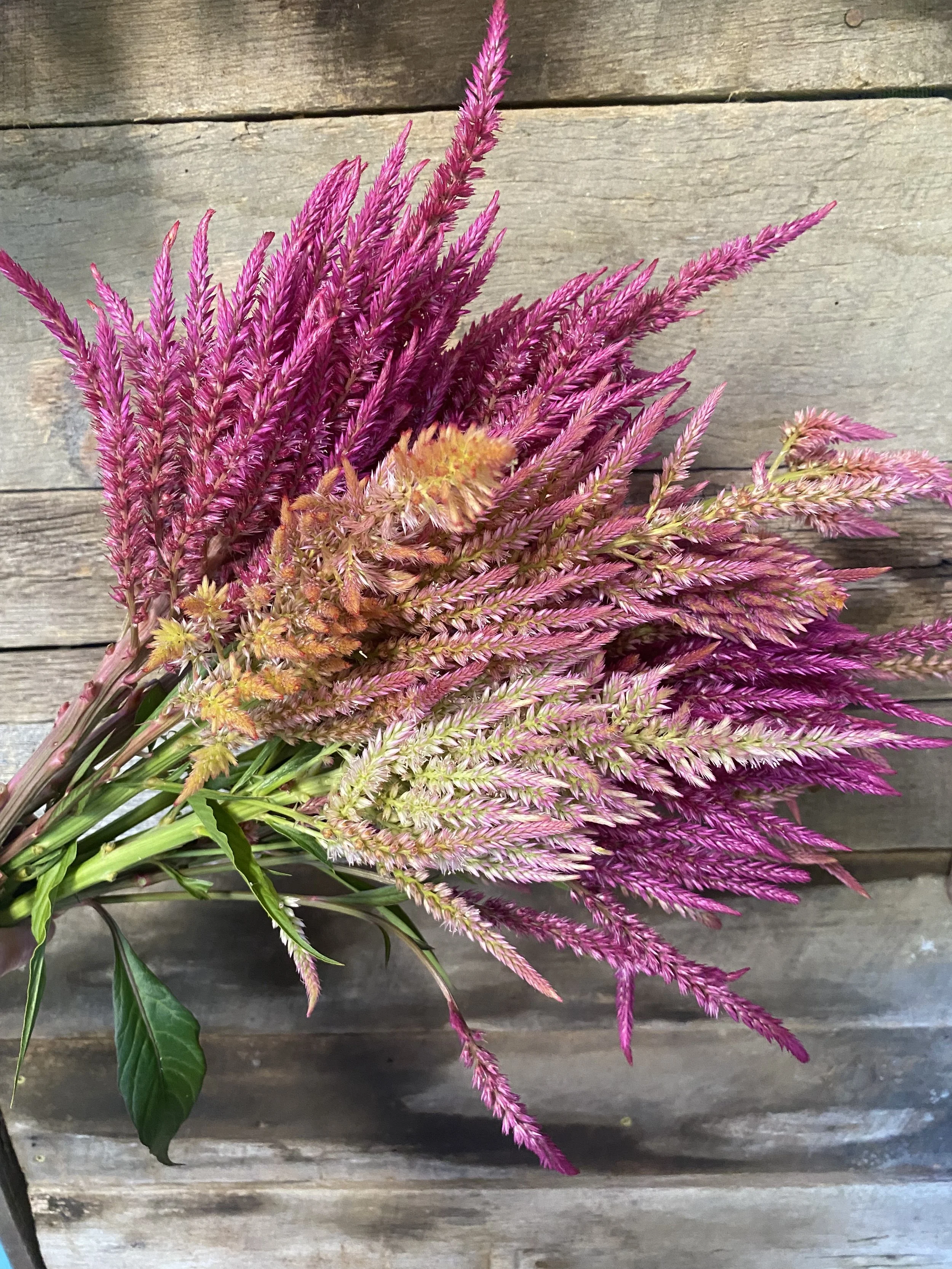 Bouquet of pink, purple, and yellow ornamental grasses on a wooden background.