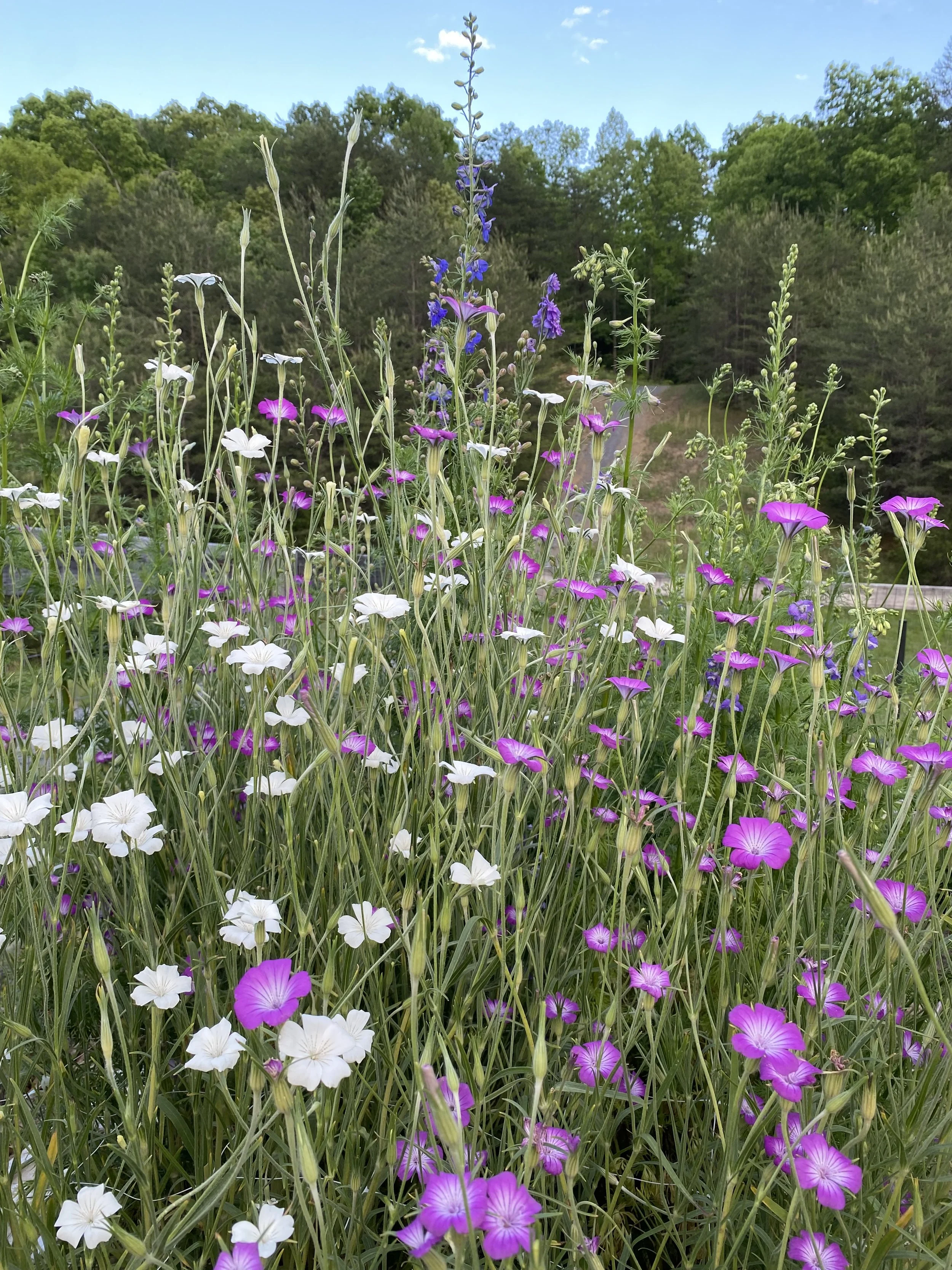 A field of colorful wildflowers, including pink, white, and purple blooms, with trees and a blue sky in the background.