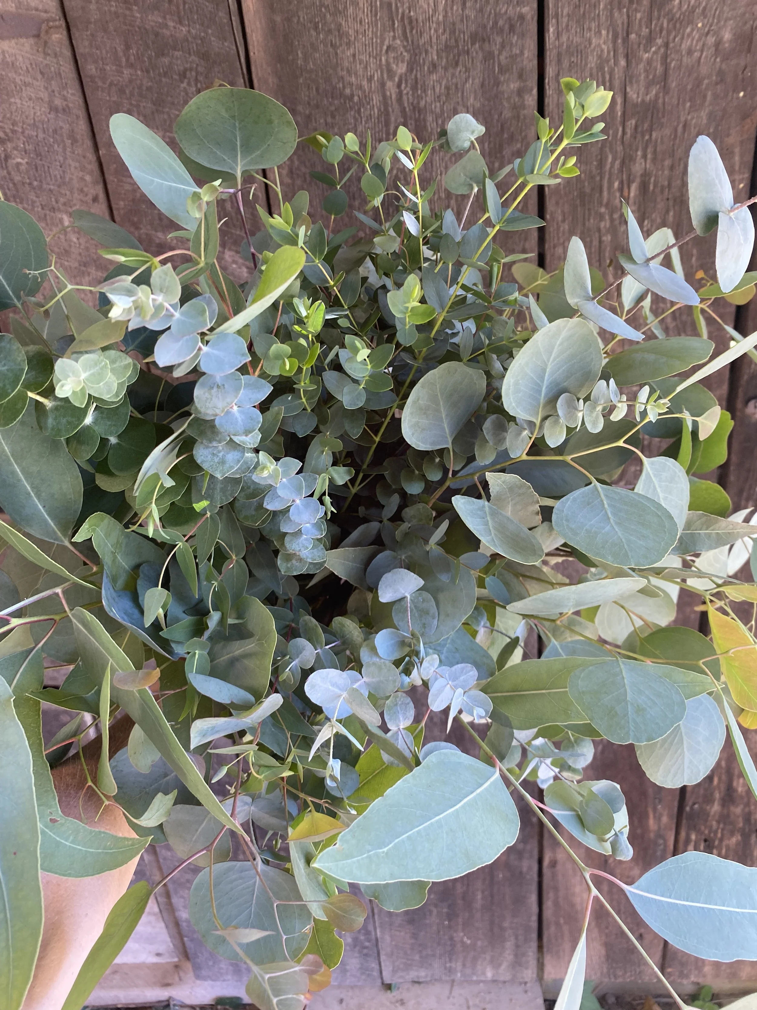 A close-up of a lush, green leafy plant with rounded and elongated leaves, placed against a wooden background.