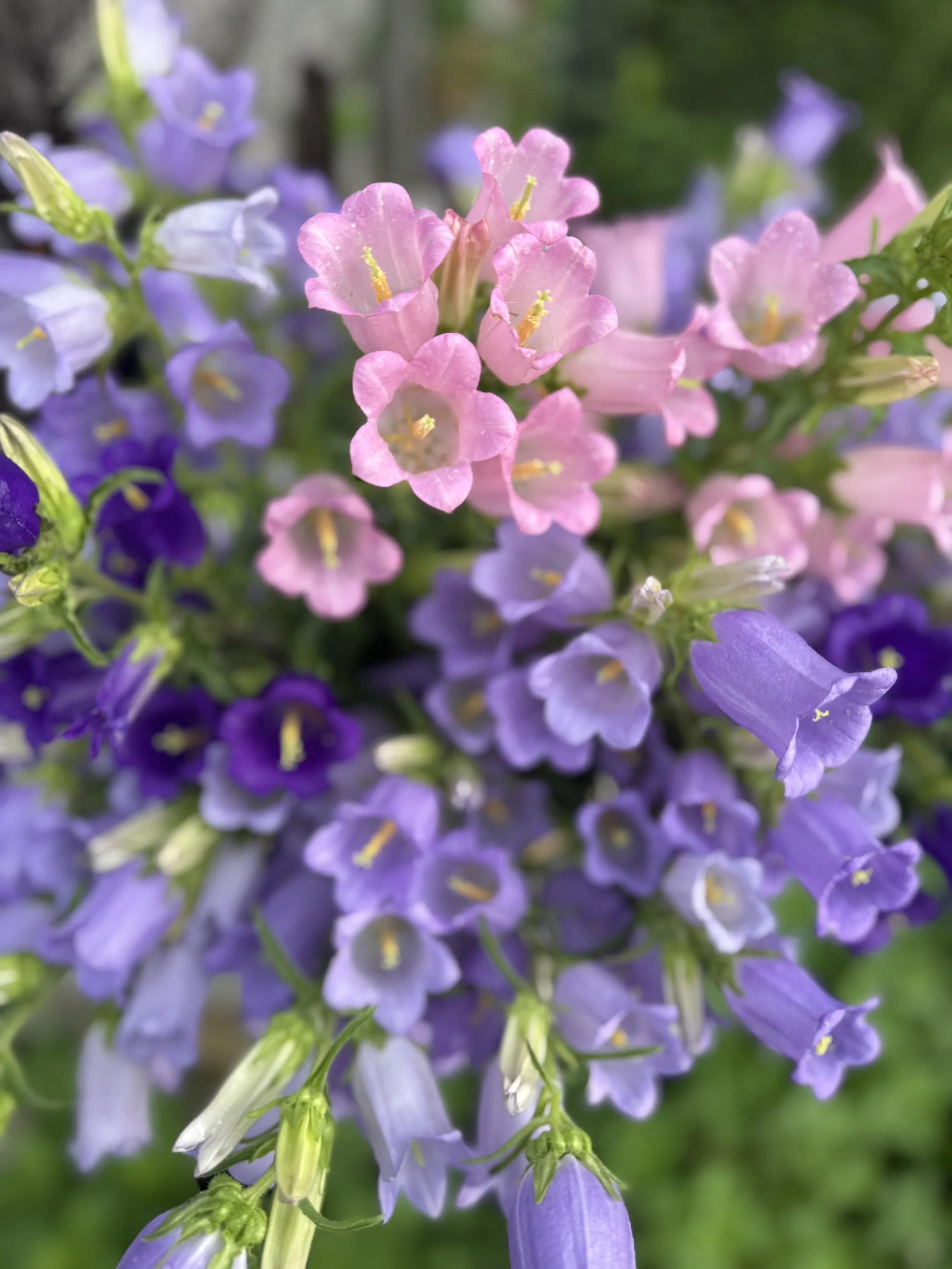 Close-up of pink and purple bell-shaped flowers in a garden.