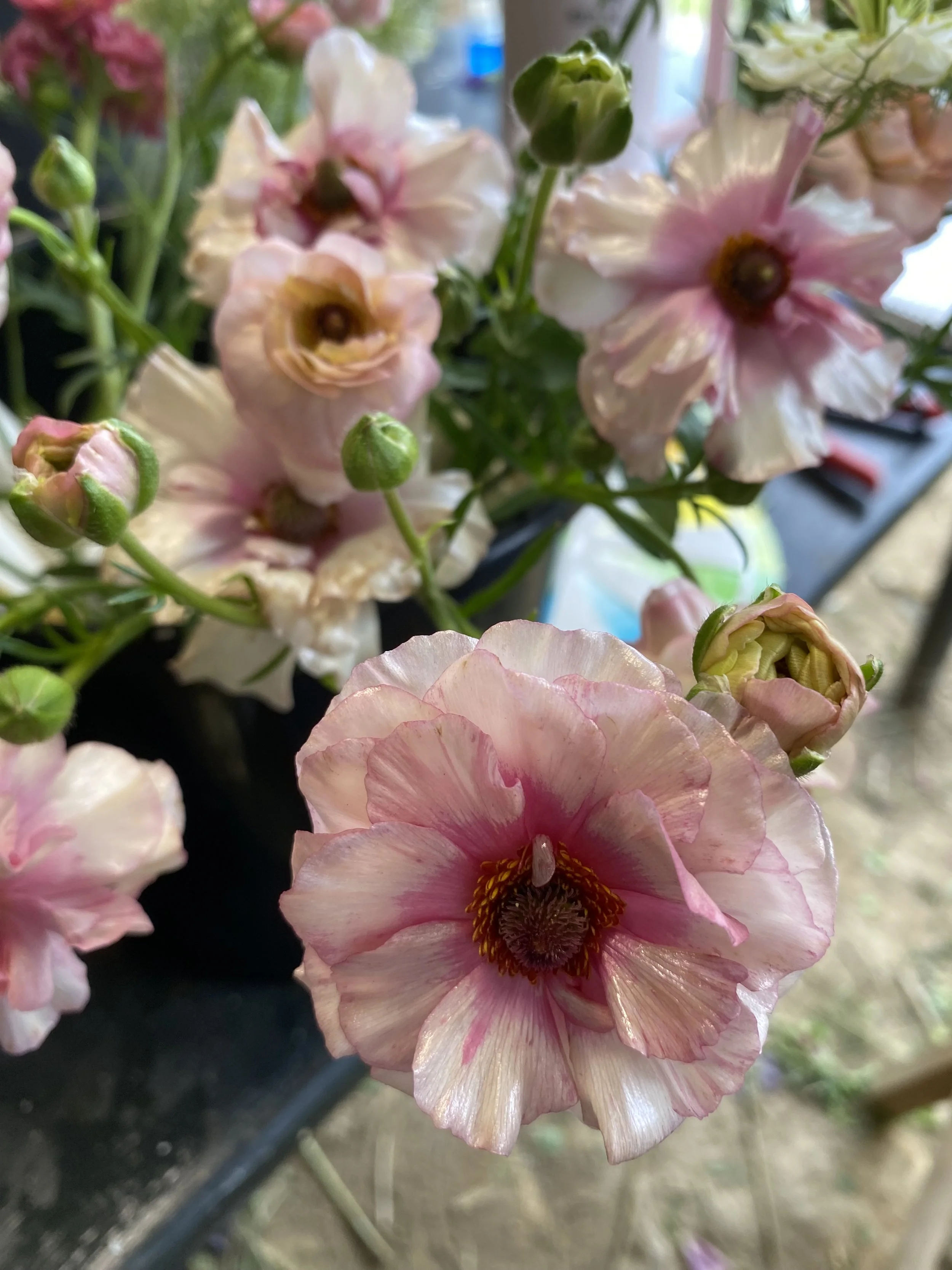 Close-up of pink and white flowers in a black pot with some buds, set indoors with a blurred background.