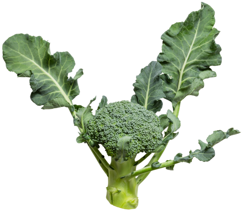 Fresh broccoli with large green leaves.
