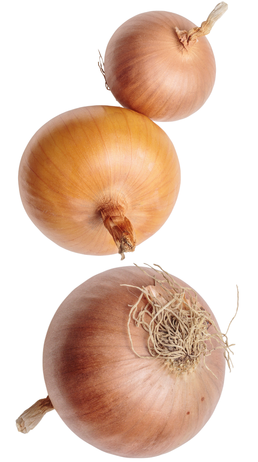A bunch of three brown onions of various sizes