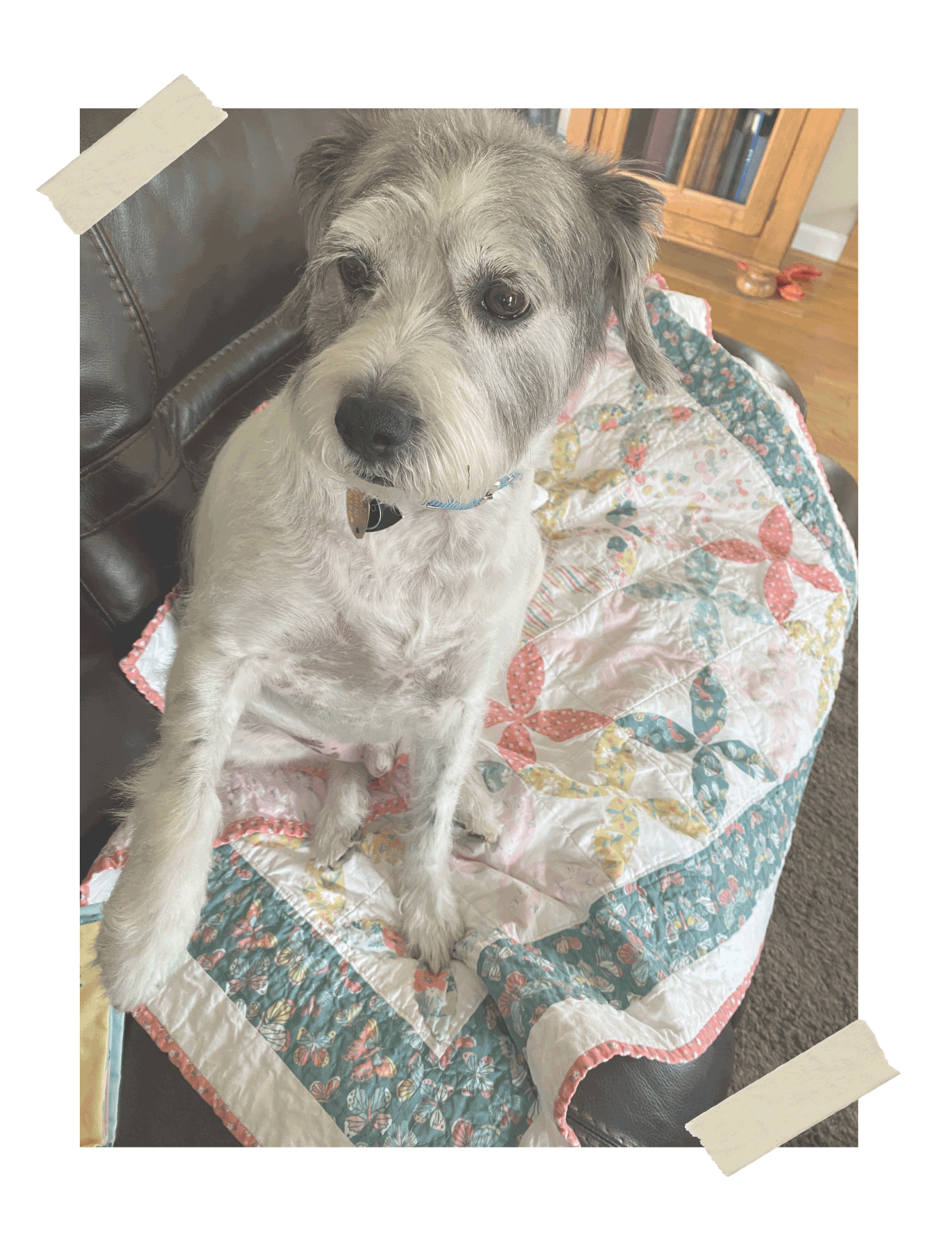 Cute scruffy dog on Faux Real Orange Peel quilt made with Blossom and Grow fabric by Maureen Fiorellini for Studio E Fabrics