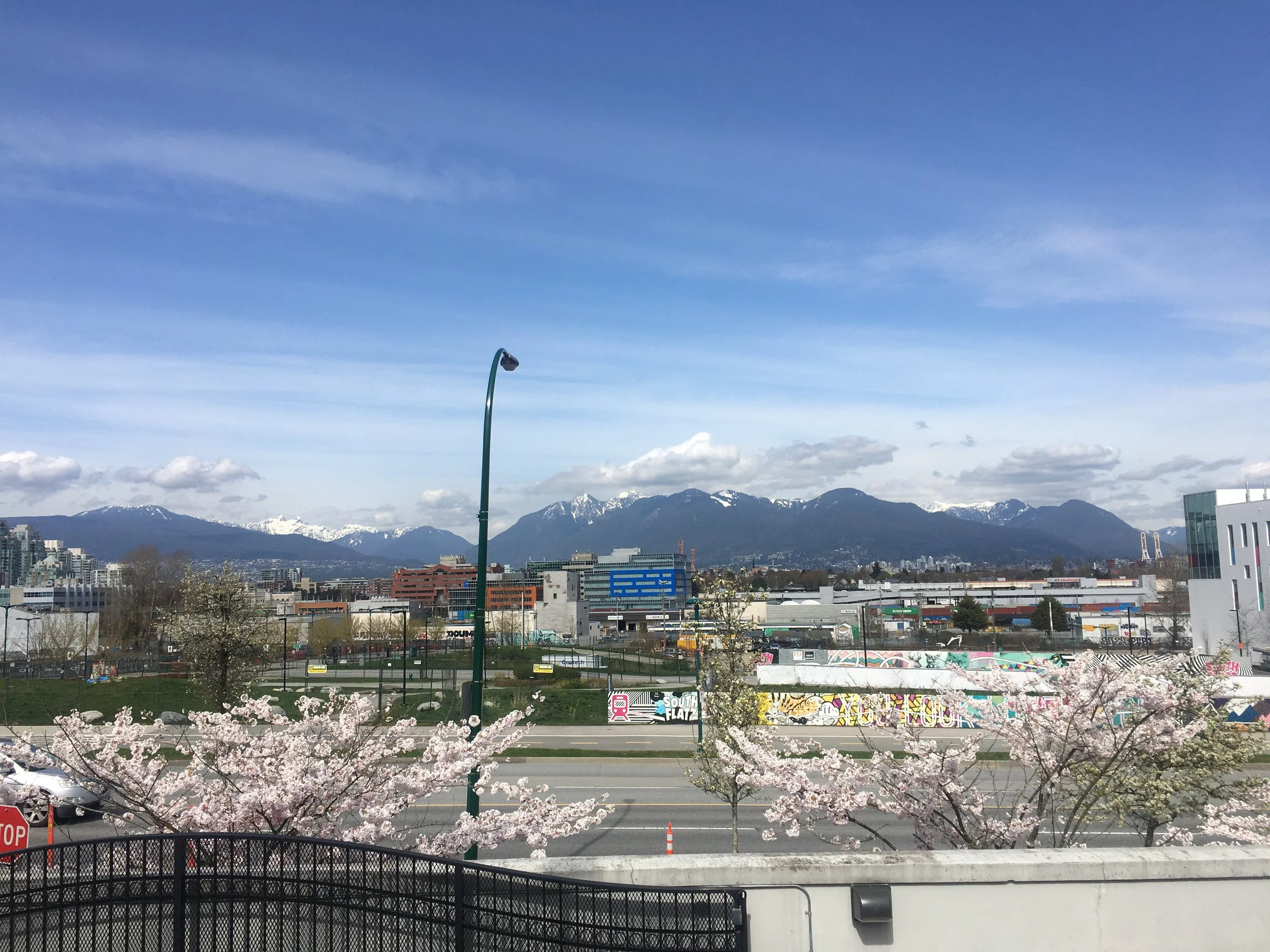 Cityscape with blooming cherry blossom trees, a street with parked cars, a lamppost, mountainous background with snow-capped peaks, and a partly cloudy sky.