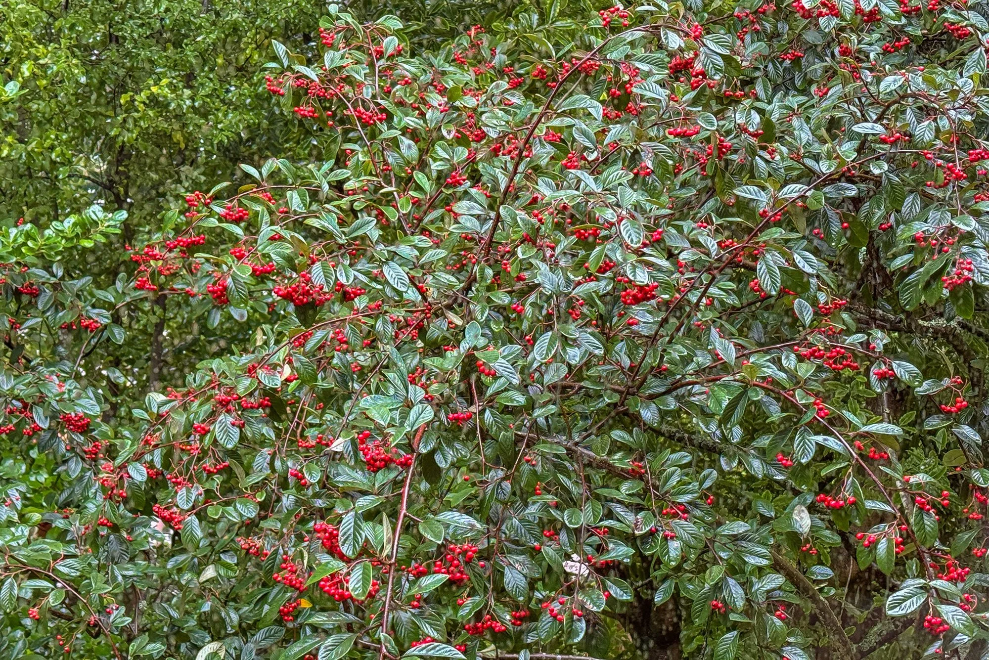 A bush or shrub with dark green, shiny, veined leaves and clusters of small red berries.