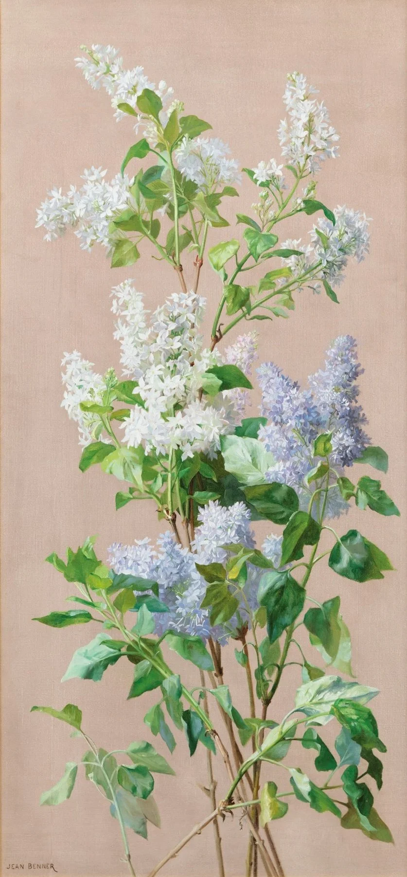 Painting of a flowering vine with white and light purple flowers and green leaves against a beige background.