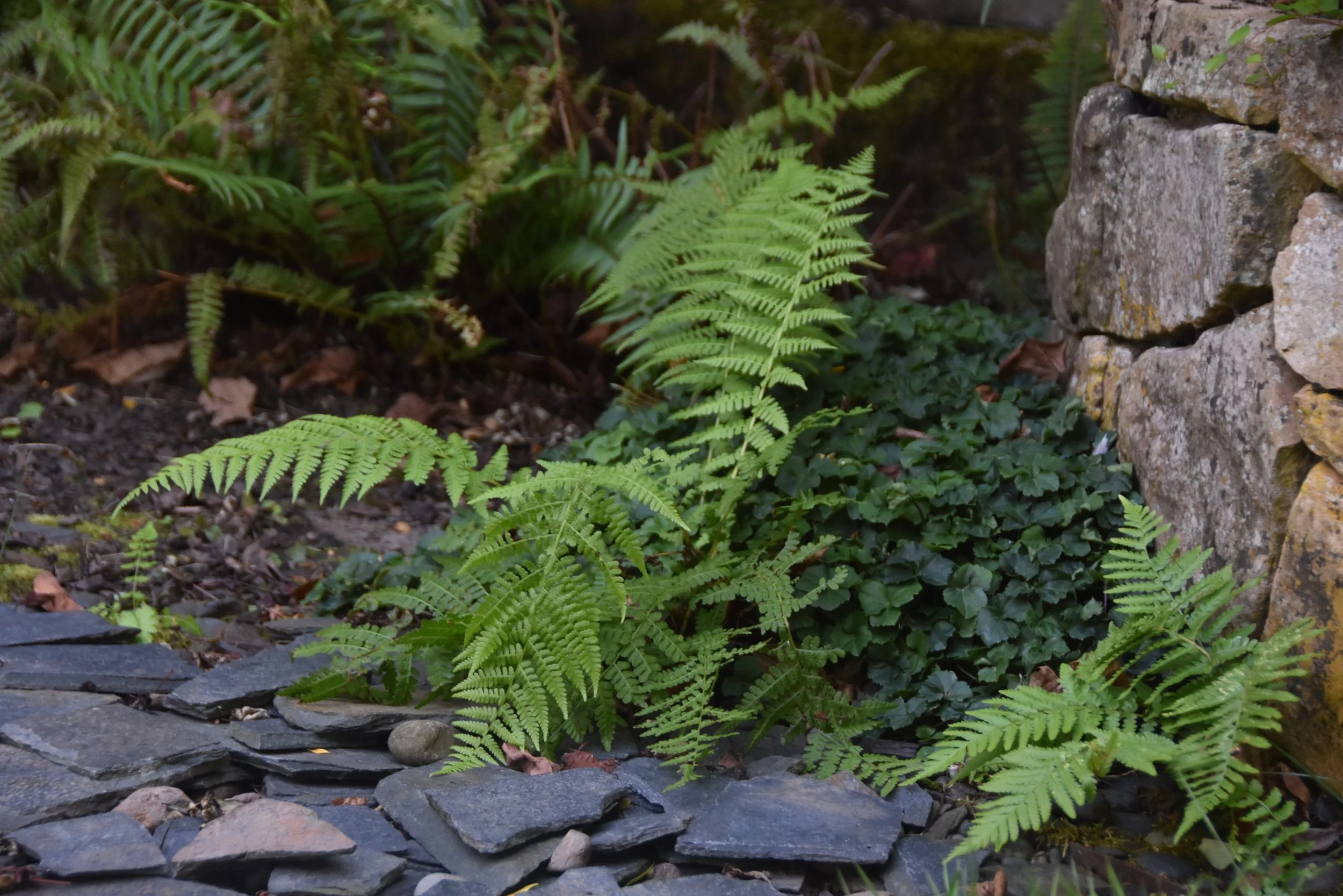 Recurring Garden Maintenance Service - Regular