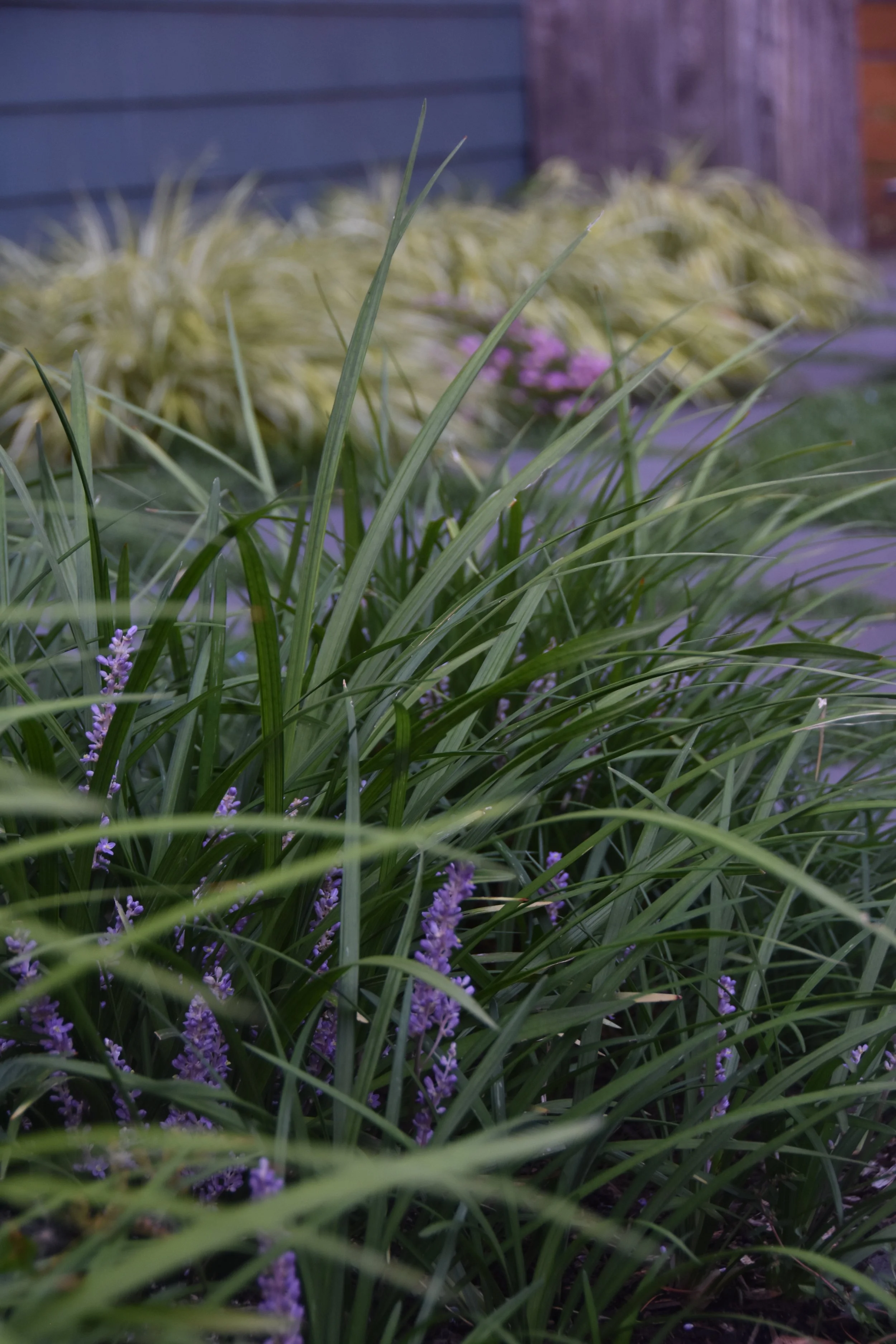 Recurring Garden Maintenance Service - Mini