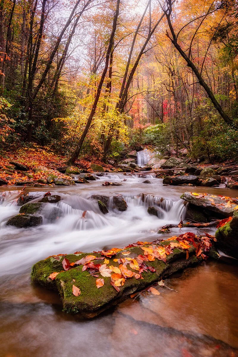 Catawba River with vibrant fall foliage, flowing water, and a leaf-covered rock in the foreground.