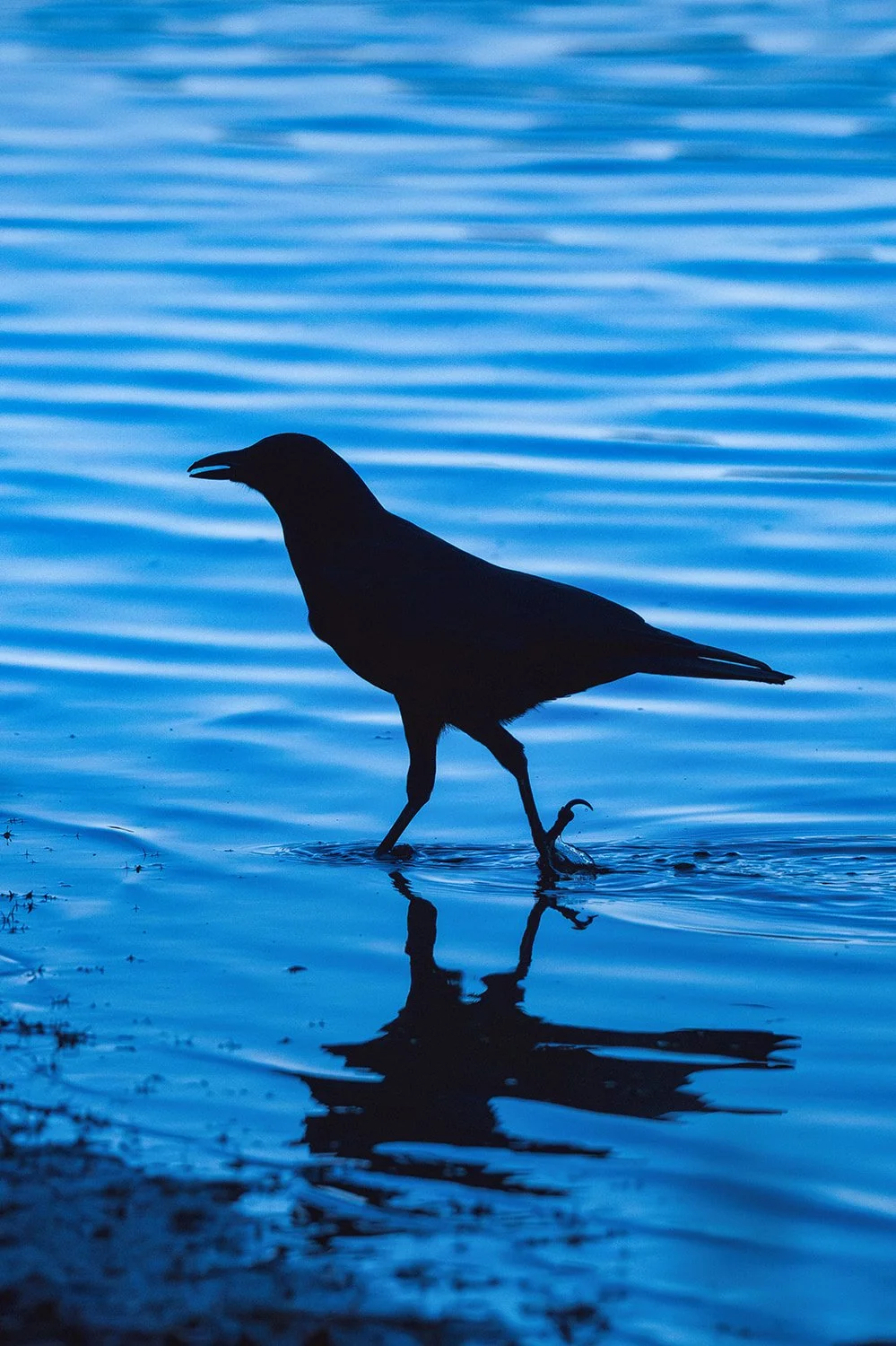 Silhouetted crow walking along the edge of Bond Lake in Raleigh, NC, with rippling water in vibrant shades of blue. Moody wildlife and nature photography capturing reflection, movement, and serene lake scenery. Ideal for birdwatching, outdoor, and na