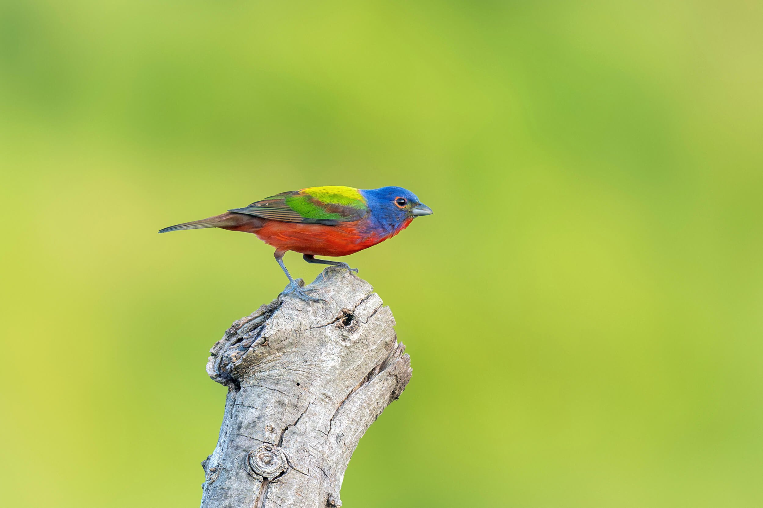 A male Painted Bunting on a stump in at Dix Park in Raleigh, North Carolina