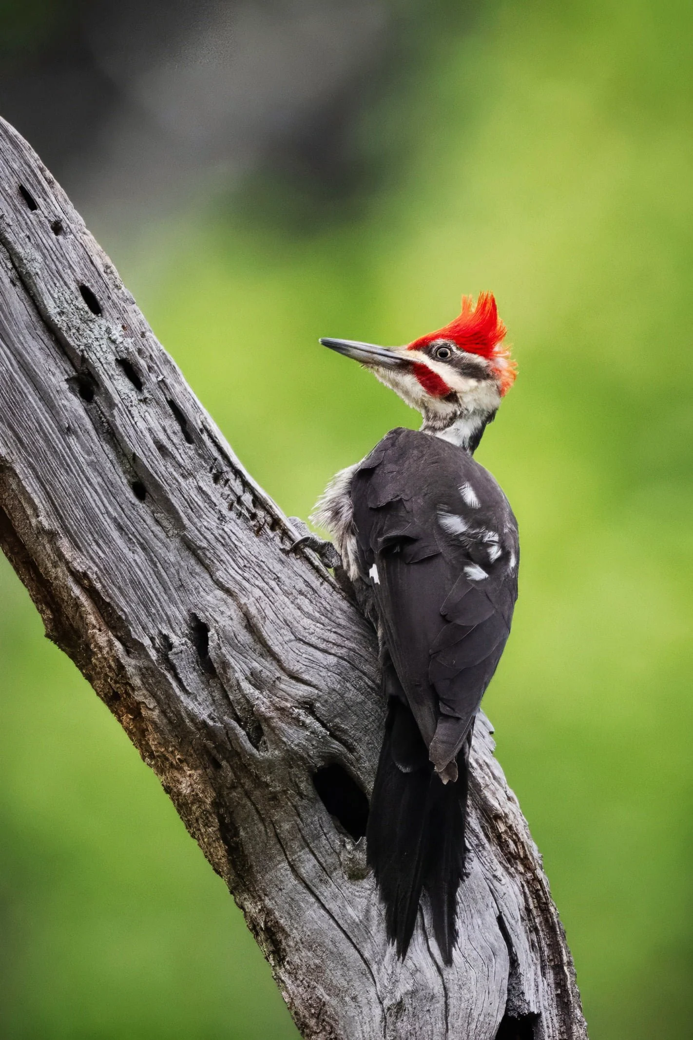 “Male pileated woodpecker perched on an aged tree, illuminated by soft natural light, with a light green bokeh foliage background. Detailed bird photography highlighting vibrant plumage, textured bark, and serene forest ambiance. Ideal for wildlife, 