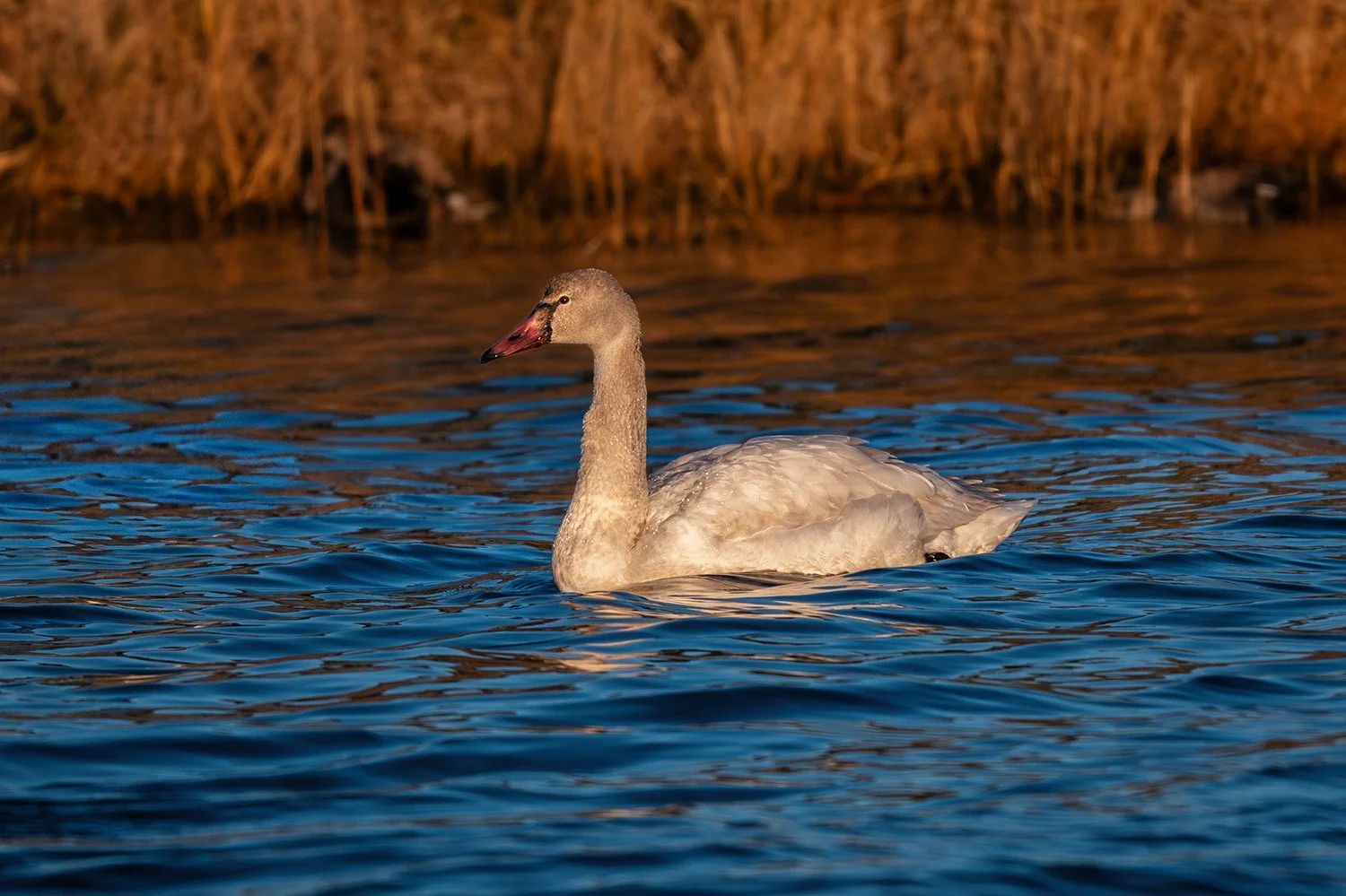 Tundra swan gliding on water with bokeh grass in the background, illuminated by soft early morning light before daybreak at Pea Island National Wildlife Refuge, North Carolina. Serene wildlife photography highlighting graceful waterfowl, calm natural