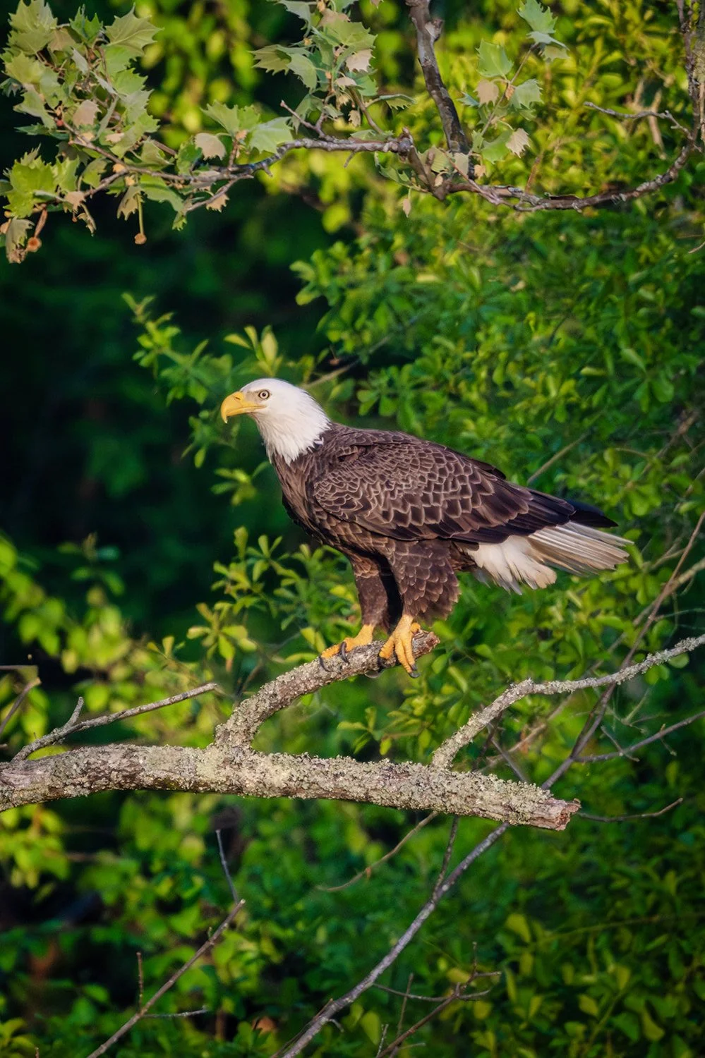 Bald eagle perched on a branch in clean morning light at the Haw River in Pittsboro, North Carolina.
