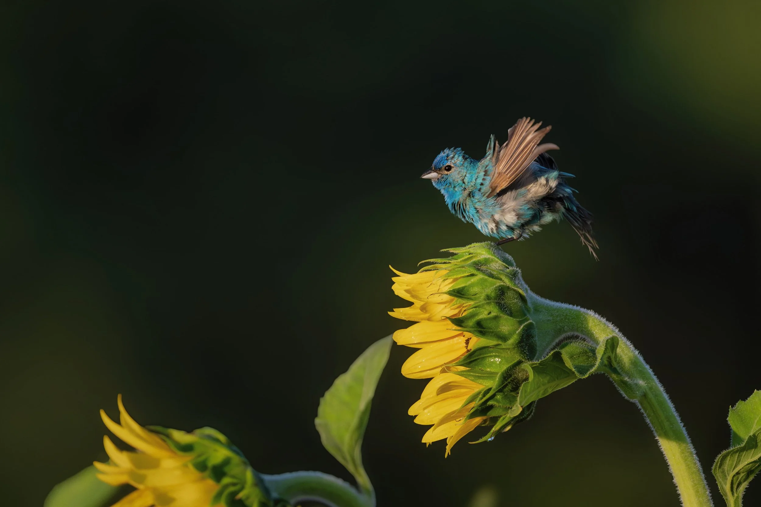 Male indigo bunting perched on a sunflower, both in profile facing left, with wings spread and feathers fluffed, illuminated by soft light against a dark background. Detailed bird photography highlighting plumage, vibrant colors, and natural textures