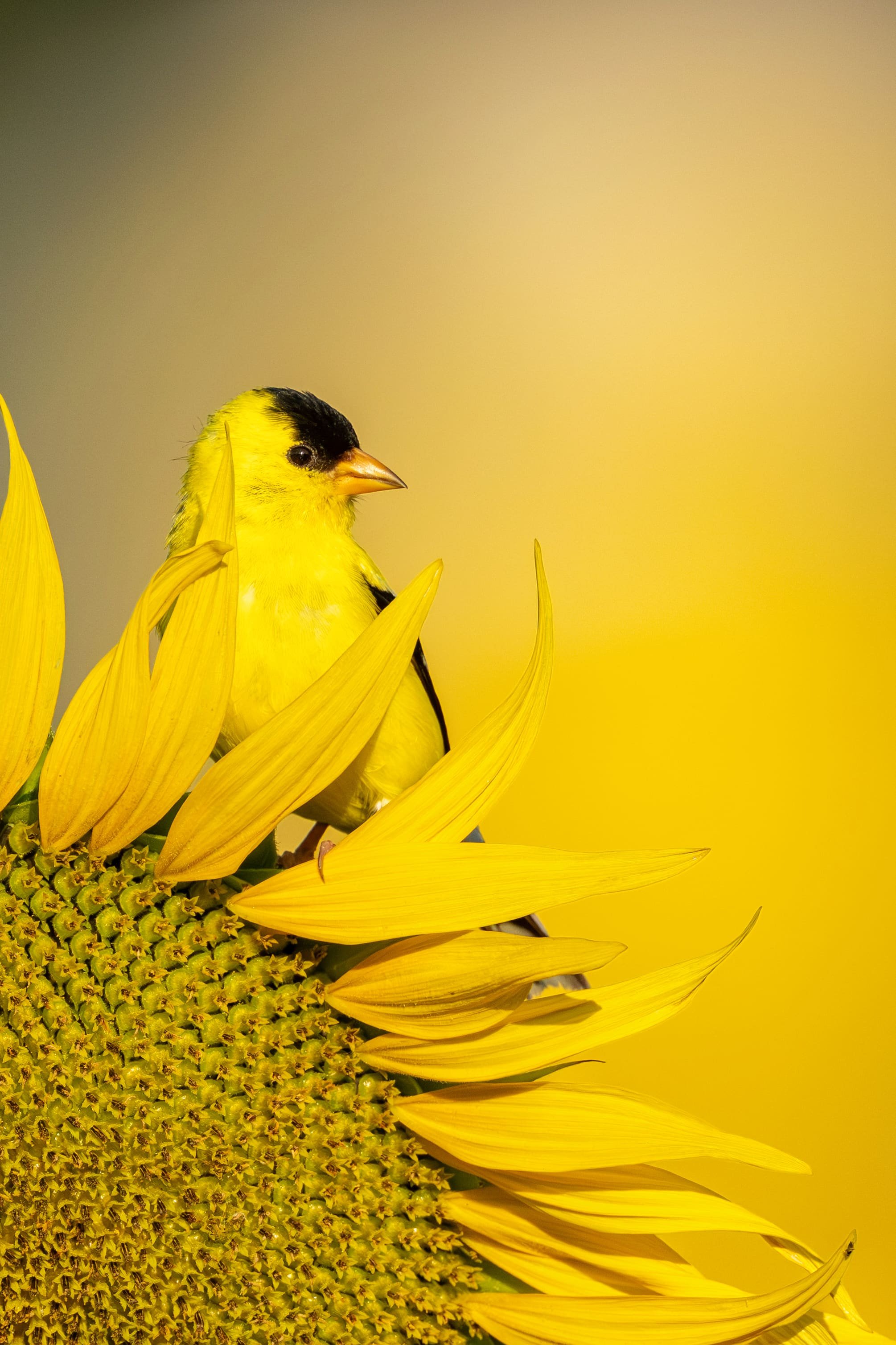 Male goldfinch perched on top of a sunflower, body partially obscured by petals, showing head, chest and beak, with bright yellow bokeh from other sunflowers in the background at Dix Park in Raleigh, North Carolina.