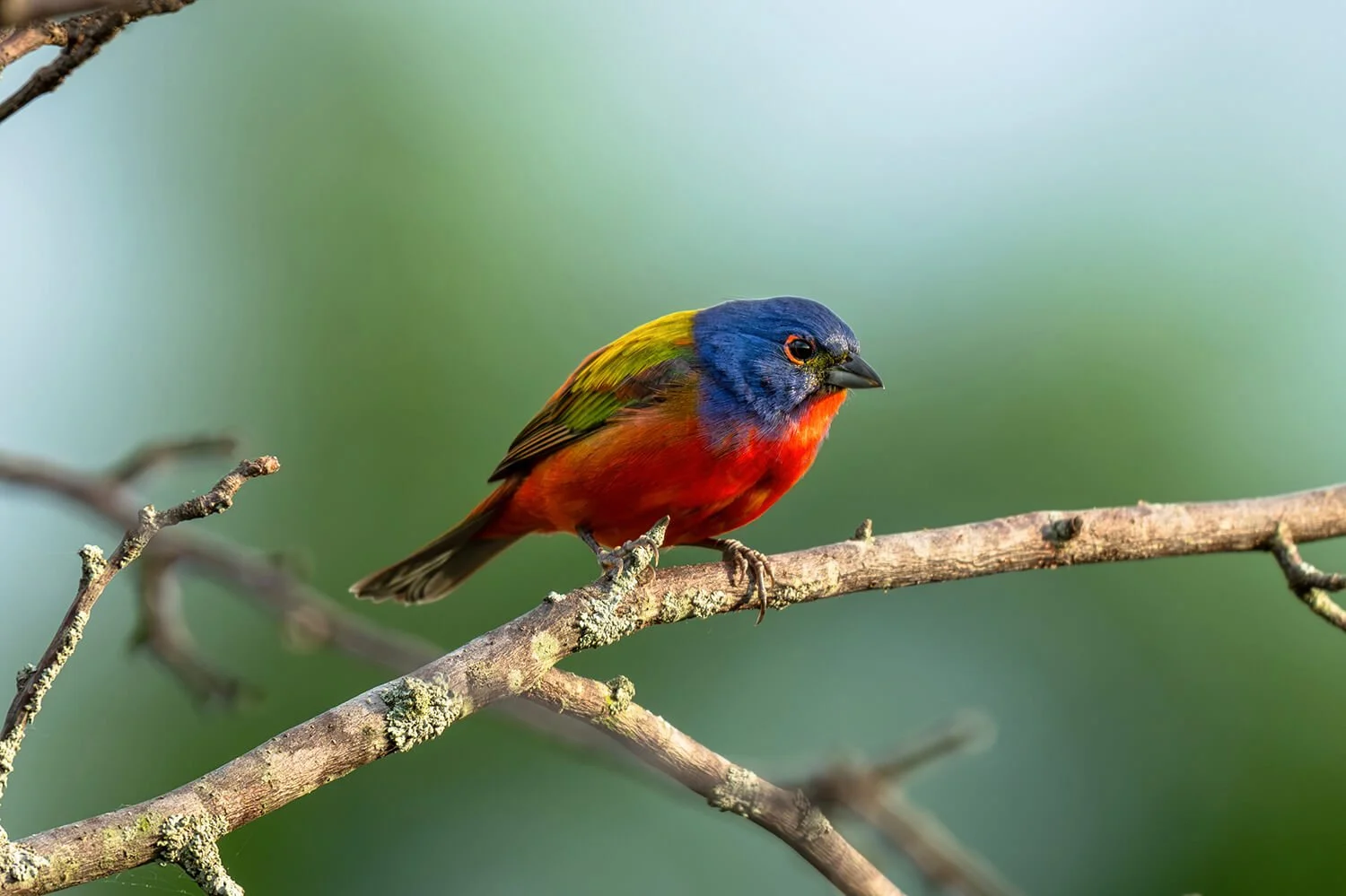 painted-bunting-male-perched-branch-raleigh-north-carolina.jpg.jpg