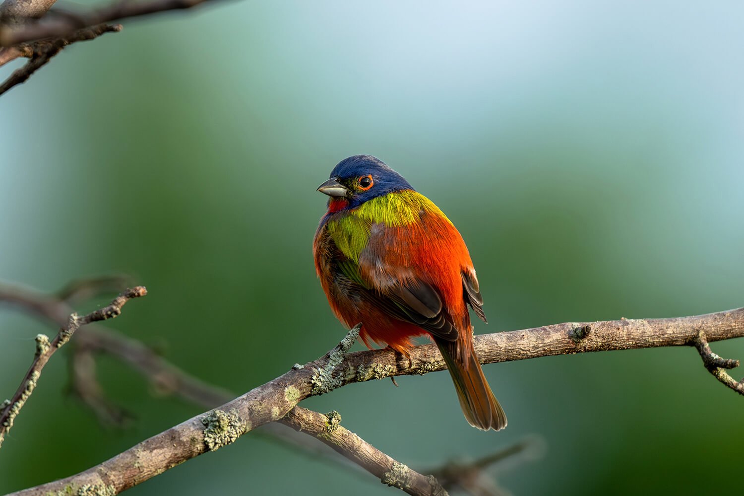painted-bunting-male-green-bokeh-bacground-raleigh-nc.jpg.jpg